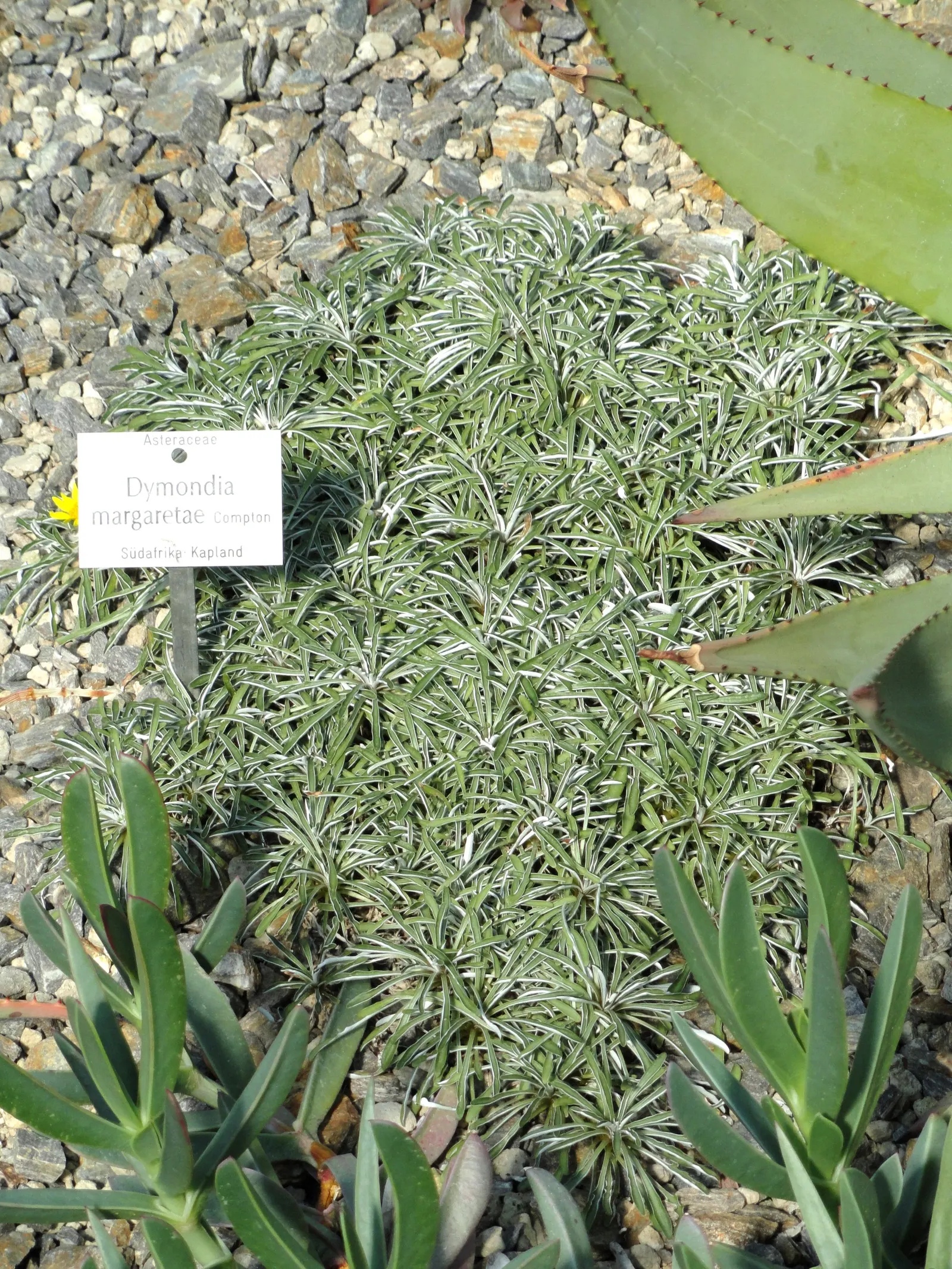 Dymondia, Rock Ditty (Dymondia Margaretae) — It boasts silver-green leaves with a fuzzy white underside