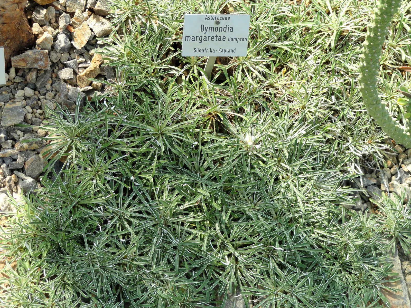 Dymondia, Rock Ditty (Dymondia Margaretae) — This South African native forms a dense