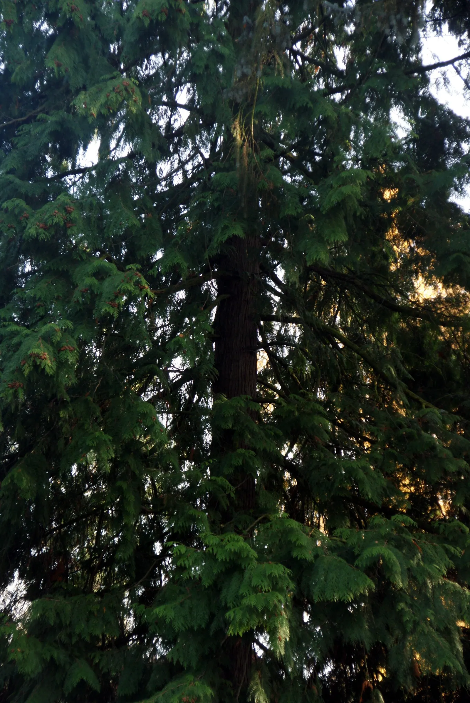 Western Red Cedar (Thuja Plicata) — Maintenance is generally low; as an iconic tree of the northwestern United States