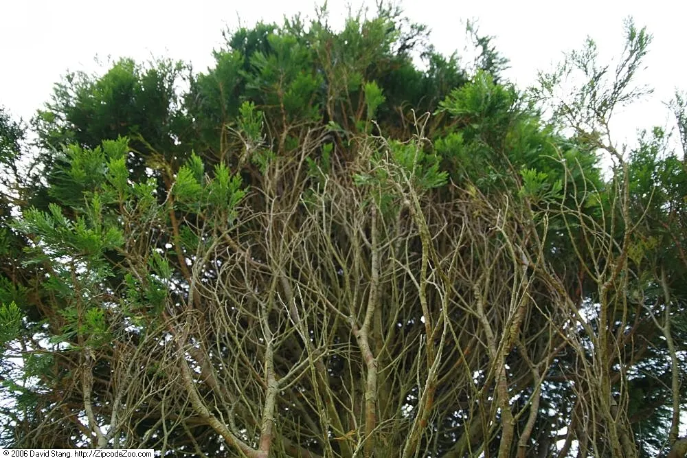 Western Red Cedar (Thuja Plicata) — gardeners value the Western Red Cedar for its resilience against pests and diseases