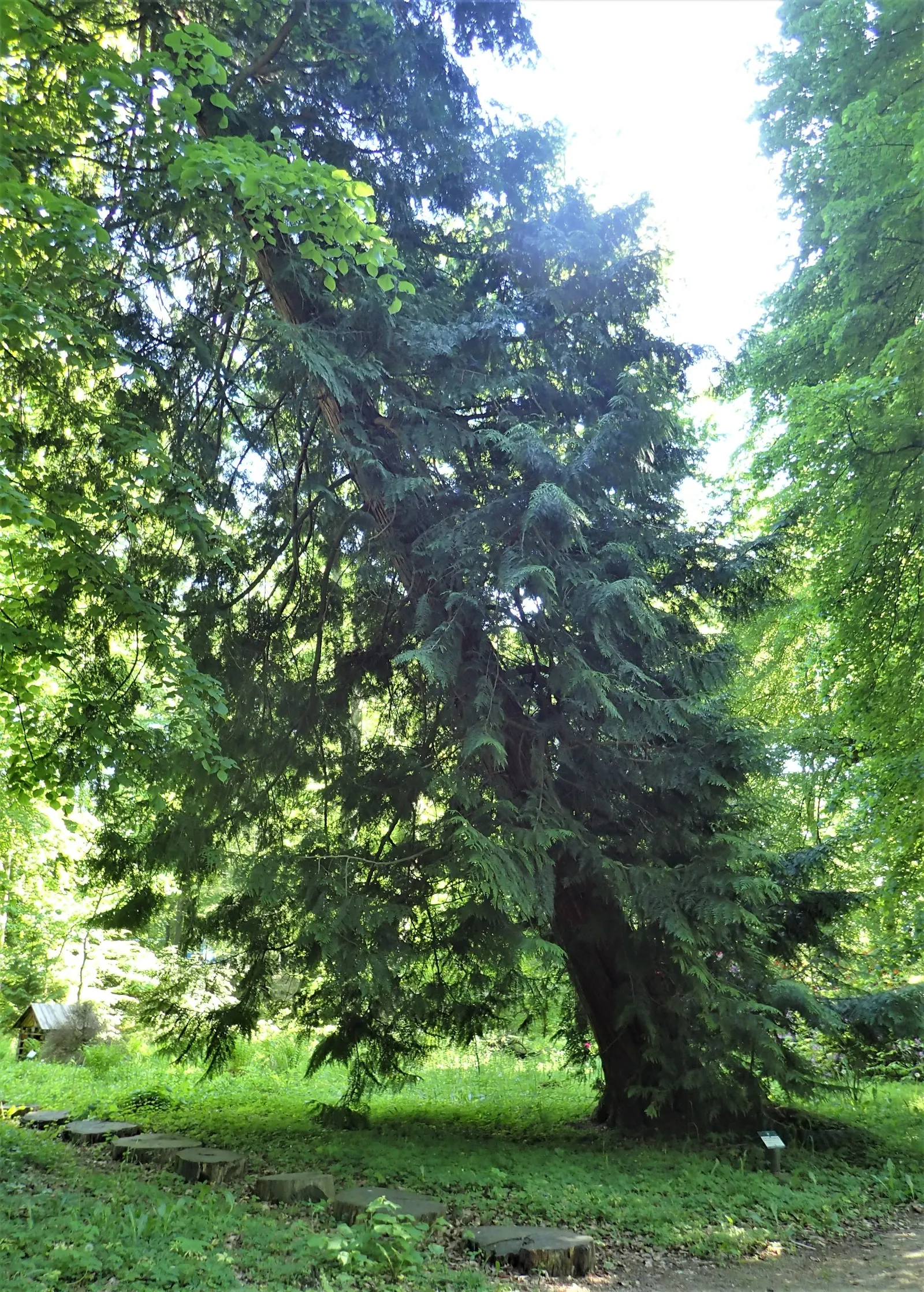 Western Red Cedar (Thuja Plicata) — It enjoys a partial to full sun exposure and is hardy in USDA zones 5 through 7