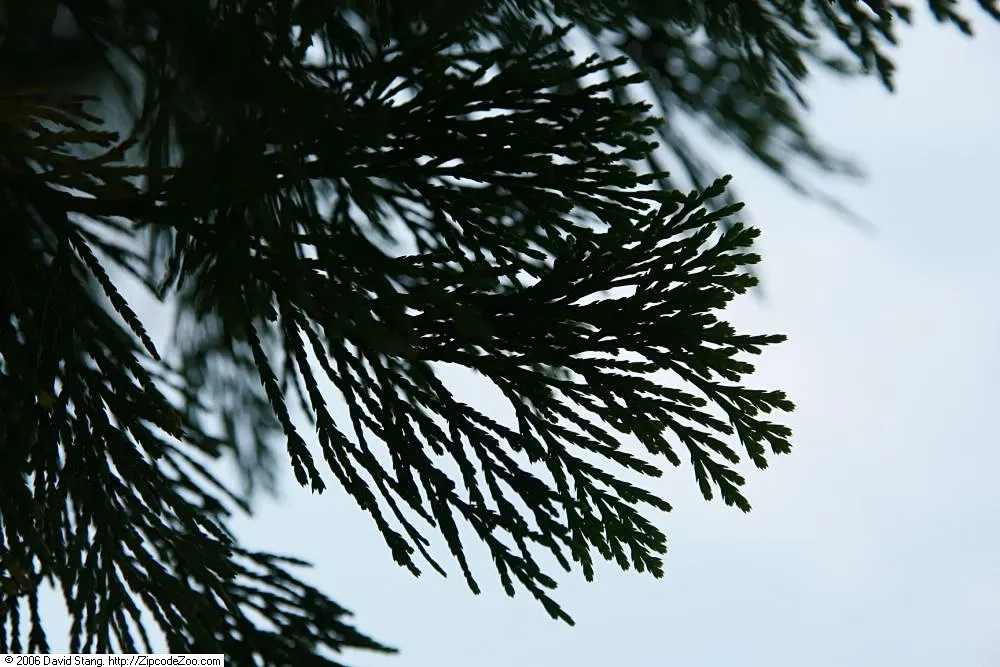 Western Red Cedar (Thuja Plicata) — The leaves are arranged in flat sprays; it holds significant ecological and cultural importance