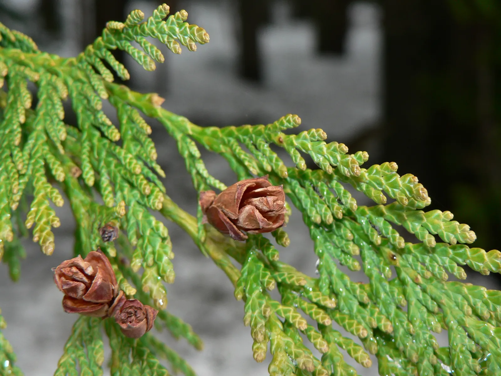 Western Red Cedar (Thuja Plicata) — The leaves are arranged in flat sprays