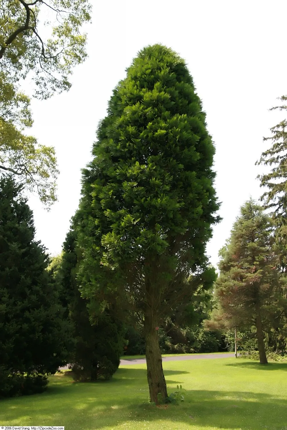 Western Red Cedar (Thuja Plicata) — which is characteristic of the species, image 38