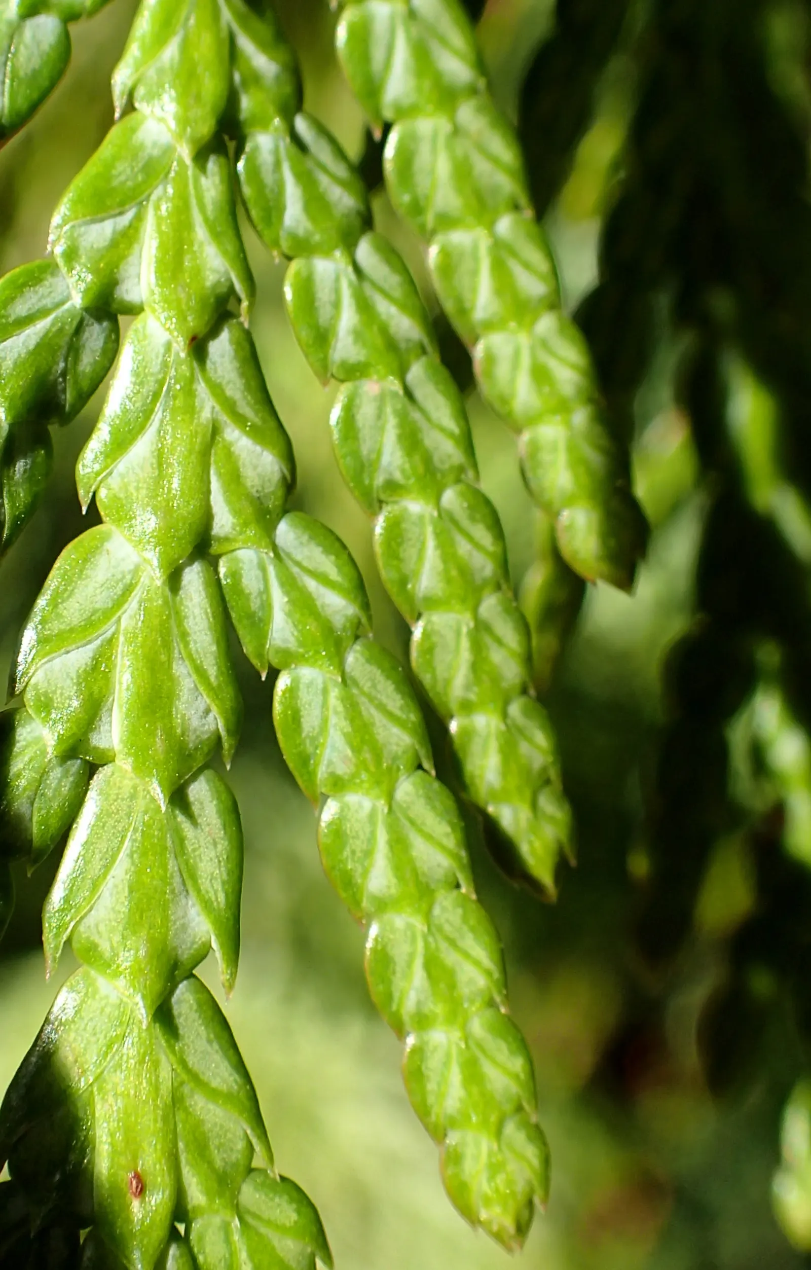Western Red Cedar (Thuja Plicata) — As an ideal specimen for larger landscapes