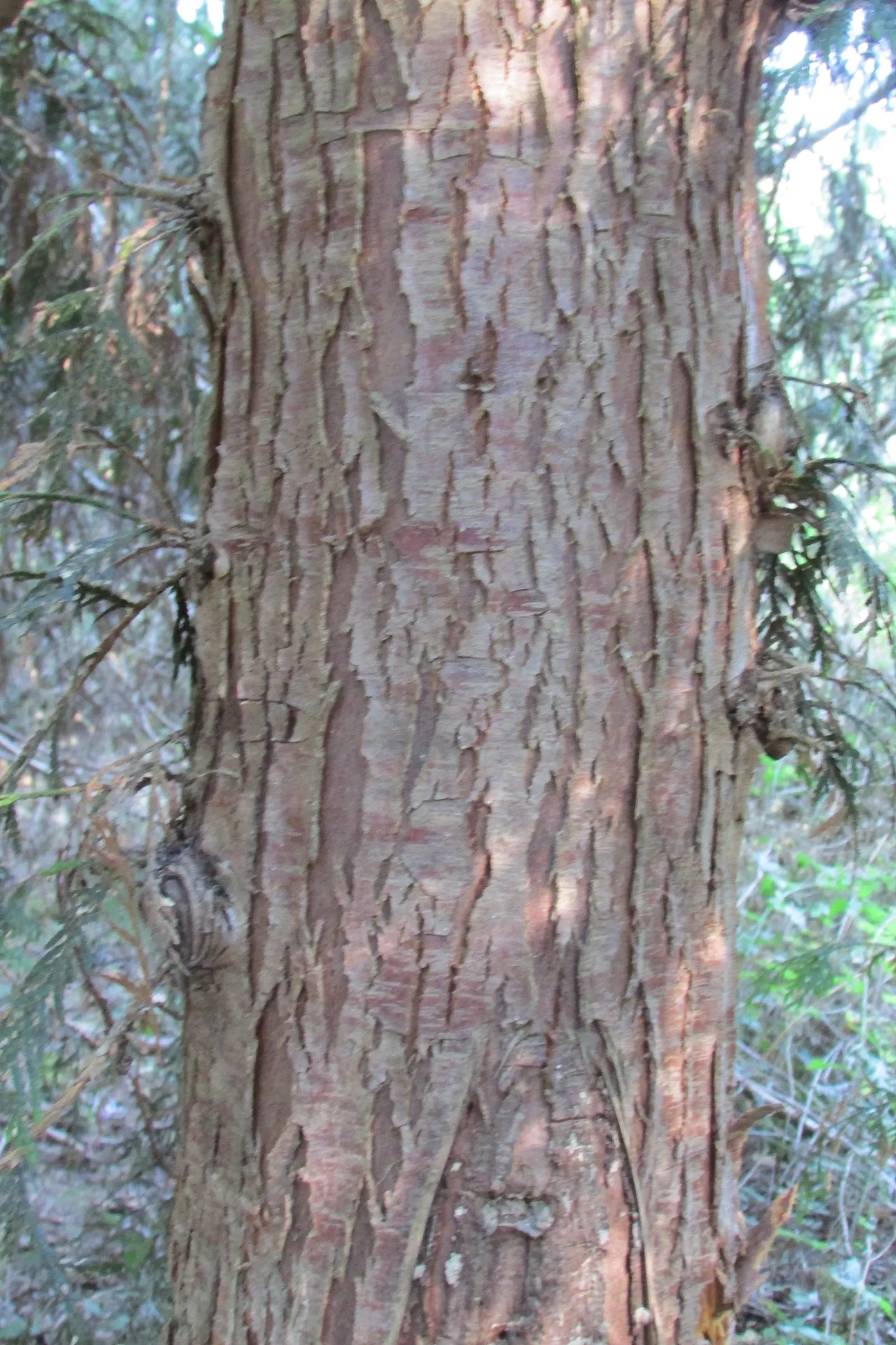 Western Red Cedar (Thuja Plicata) — which is characteristic of the species