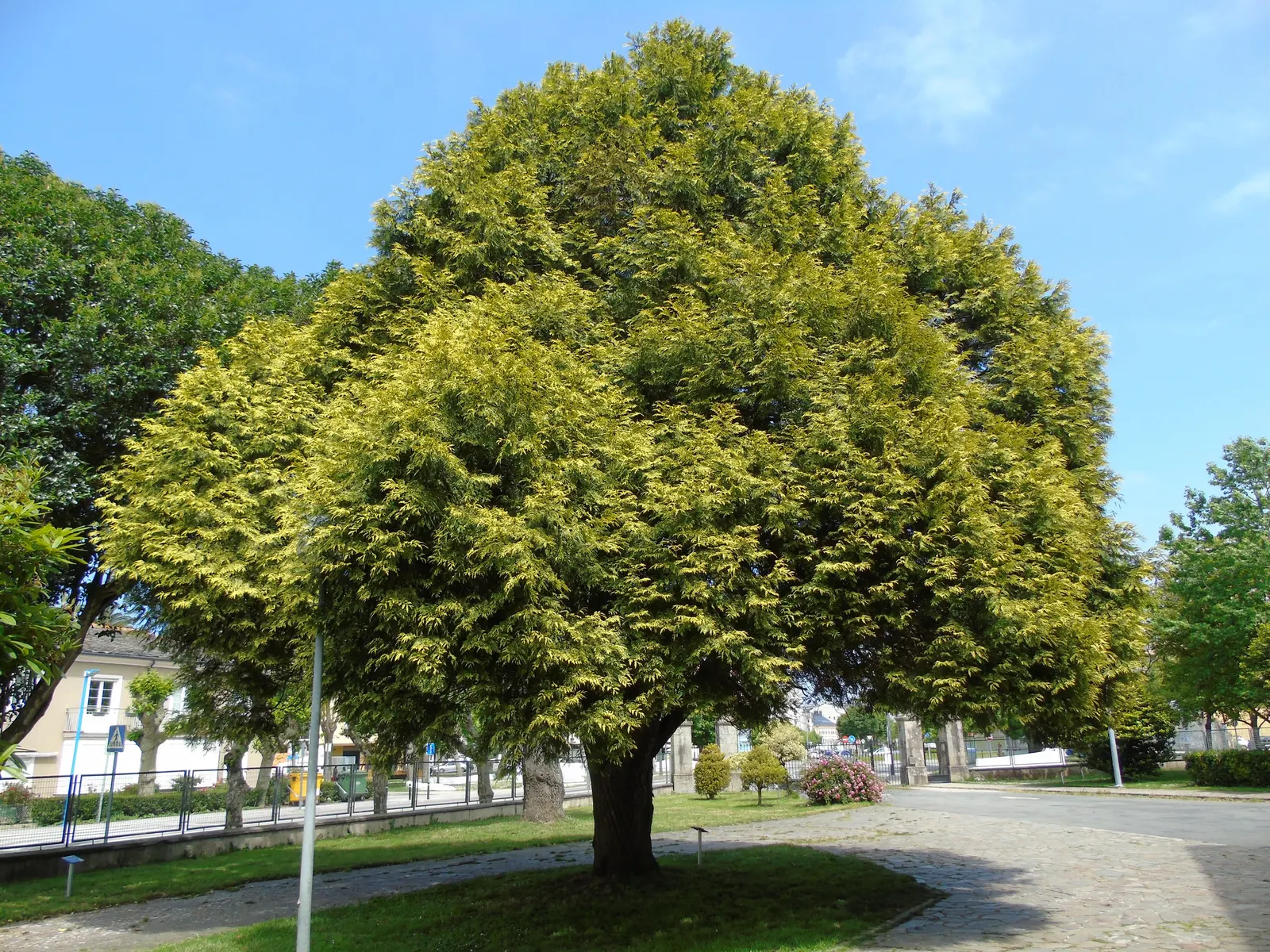 Western Red Cedar (Thuja Plicata) — the Thuja plicata requires ample space to flourish and thrives in moist; the Western Red Cedar possesses a straight trunk
