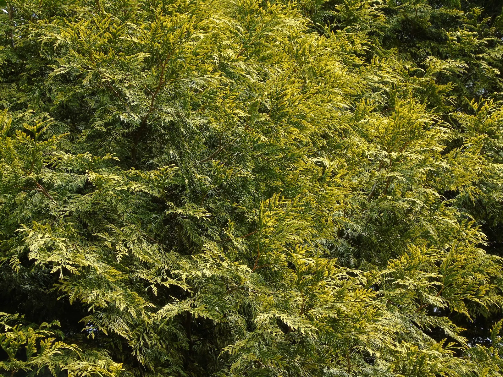 Western Red Cedar (Thuja Plicata) — is a towering evergreen reaching up to 230 feet in height with a broad pyramidal shape