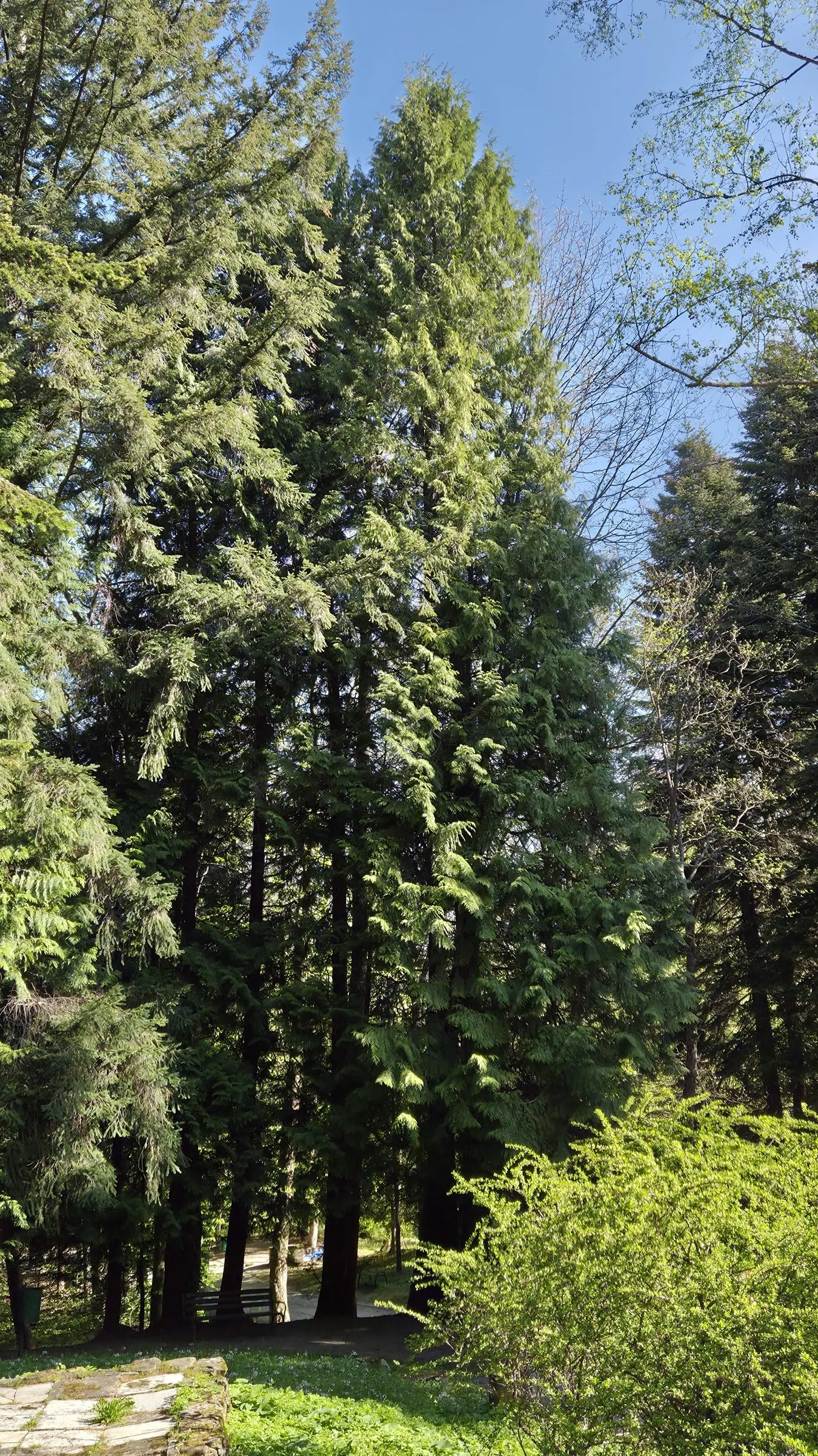 Western Red Cedar (Thuja Plicata) — As an iconic tree of the northwestern United States