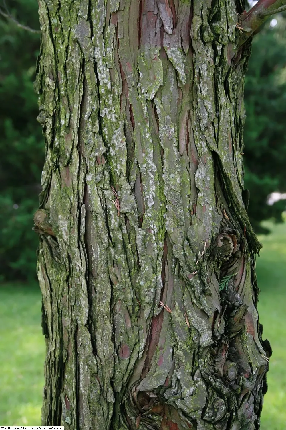 Western Red Cedar (Thuja Plicata) — Thrives in USDA zones 5-7