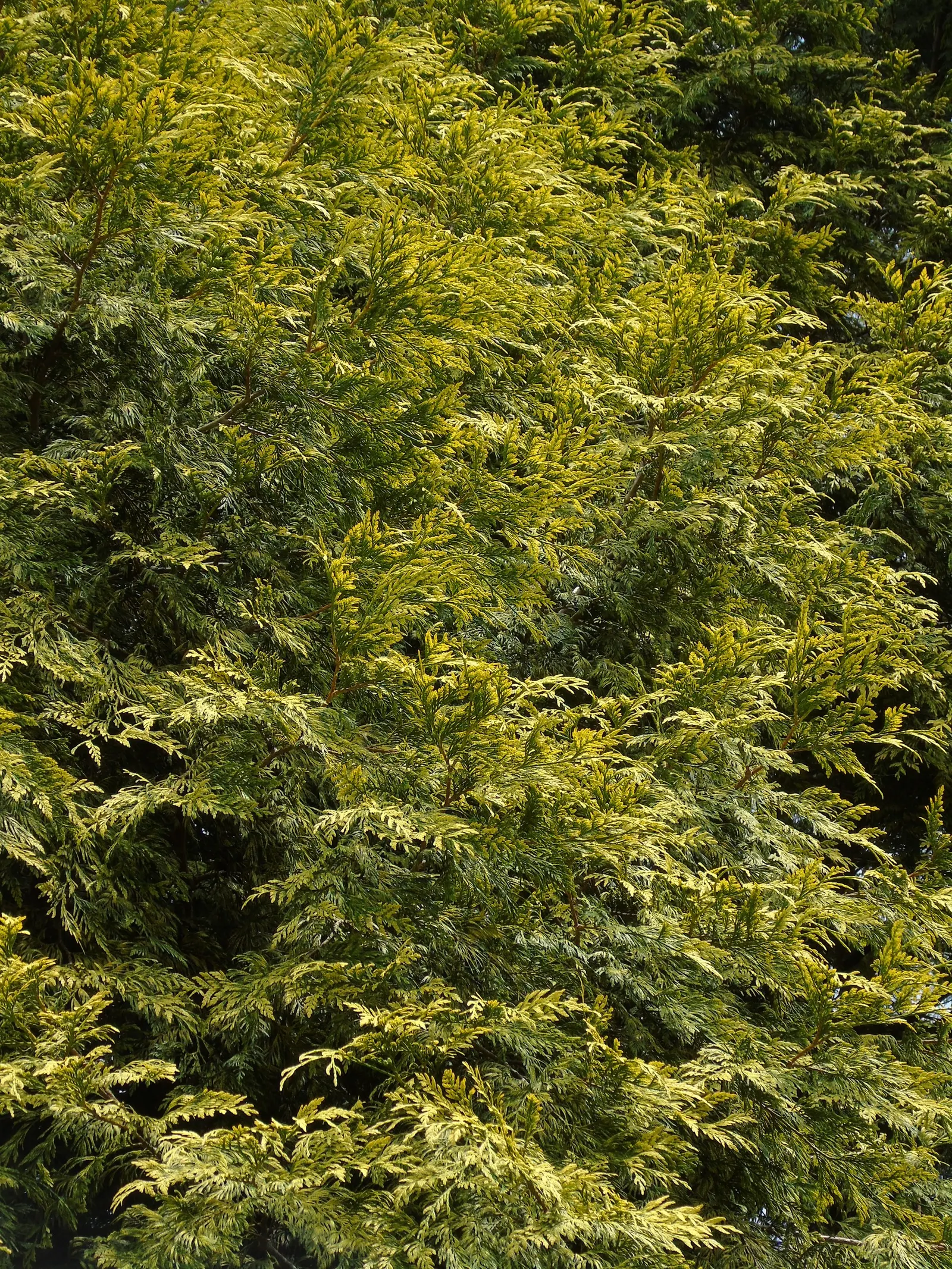 Western Red Cedar (Thuja Plicata) — making it a suitable choice for parks; thrives in USDA zones 5-7