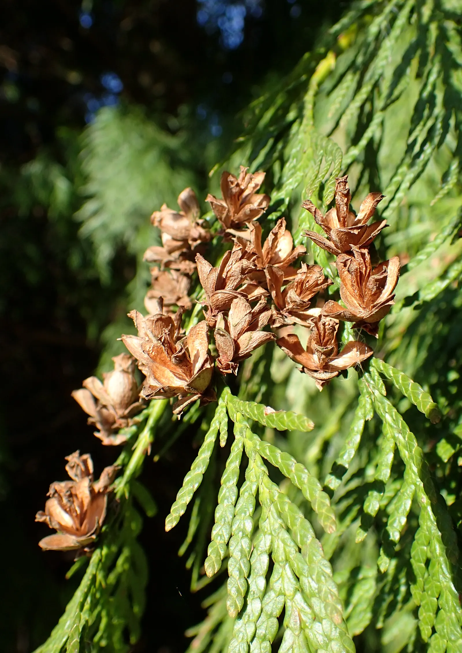 Western Red Cedar (Thuja Plicata) — approximately 1/2-inch long