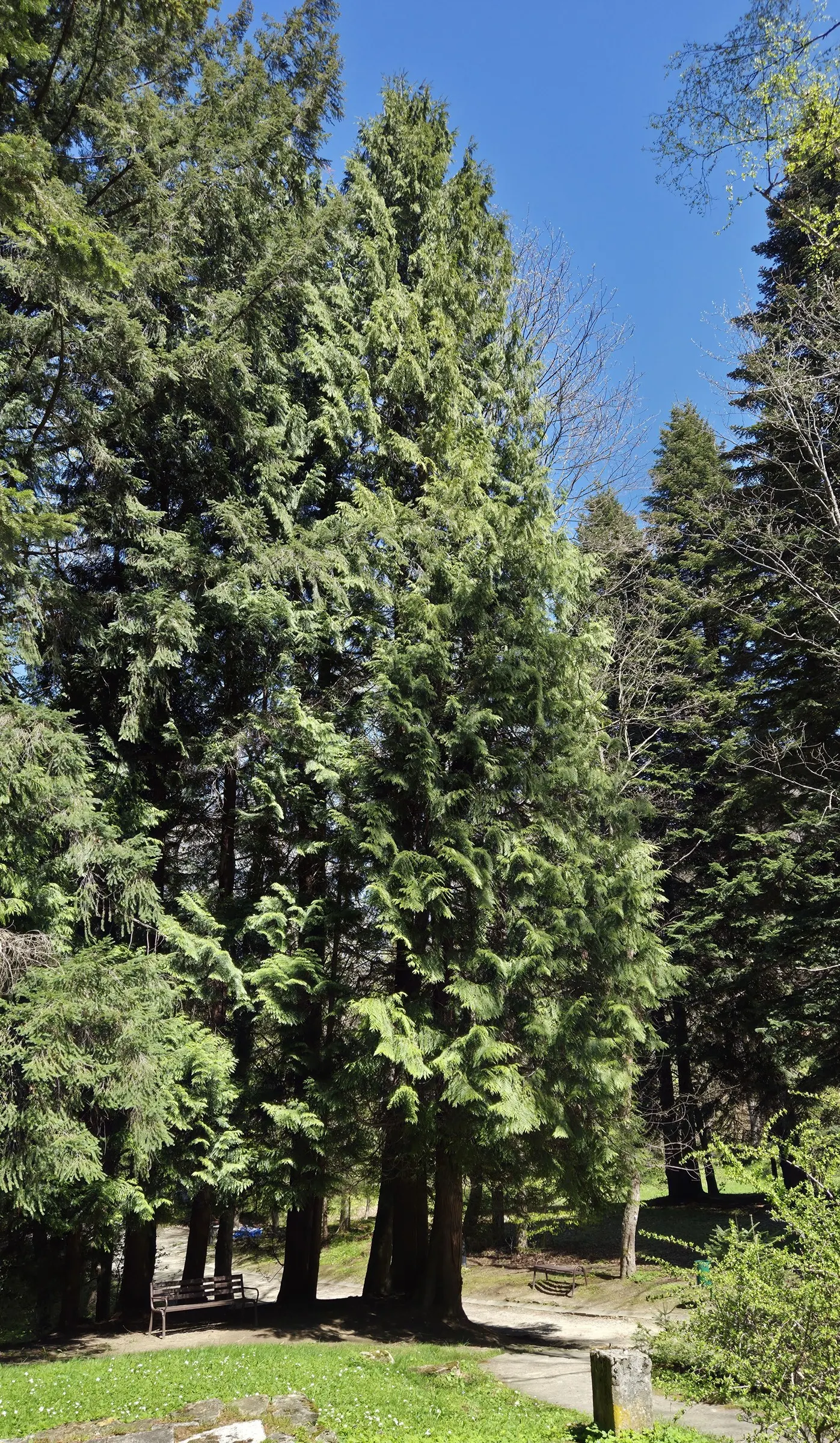 Western Red Cedar (Thuja Plicata) — Its aromatic wood is durable and rot-resistant, making it a valued material