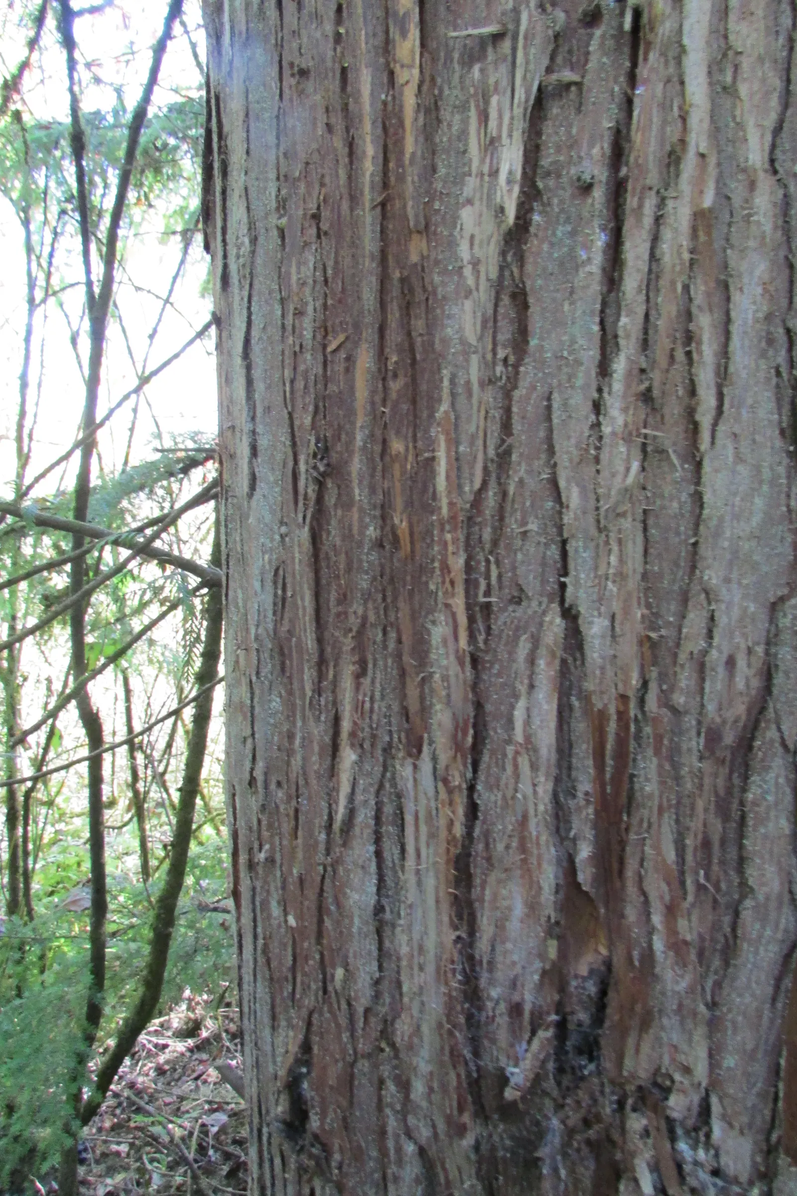 Western Red Cedar (Thuja Plicata) — add subtle interest and are particularly attractive to an array of wildlife.<br><br>For landscape placement; its lush