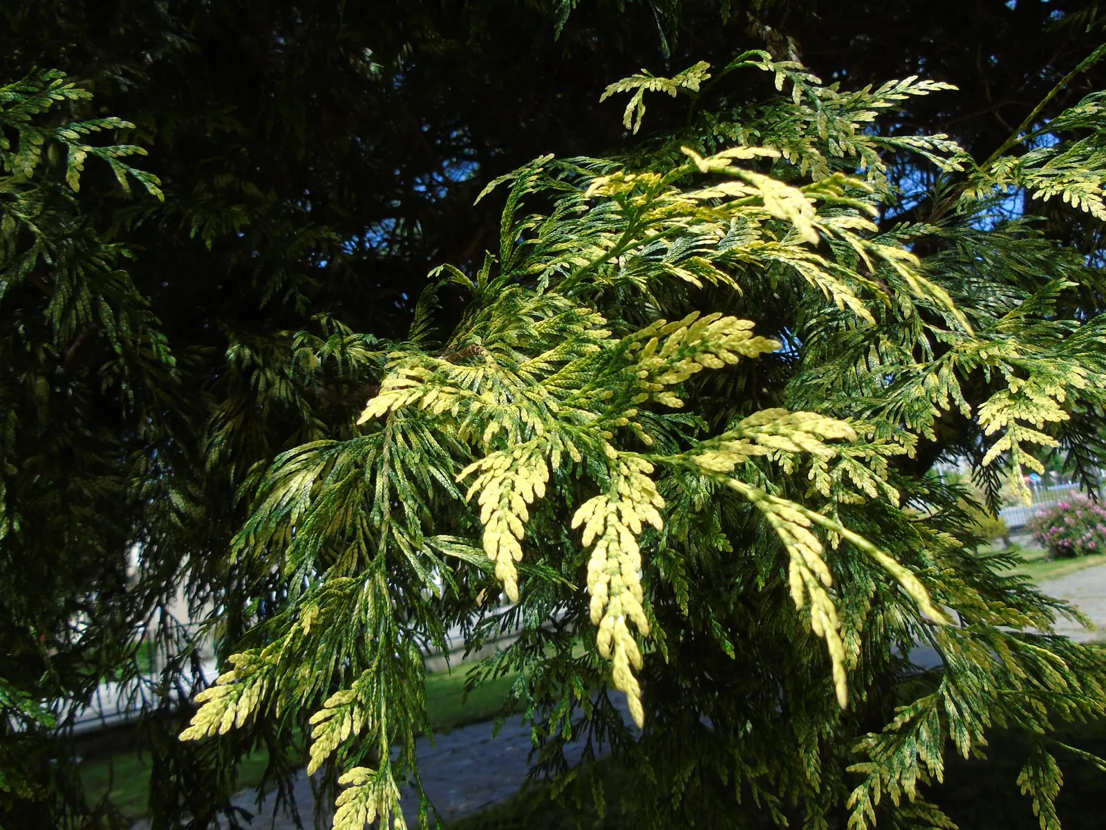 Western Red Cedar (Thuja Plicata) — and as a natural privacy screen.<br><br>Furthermore
