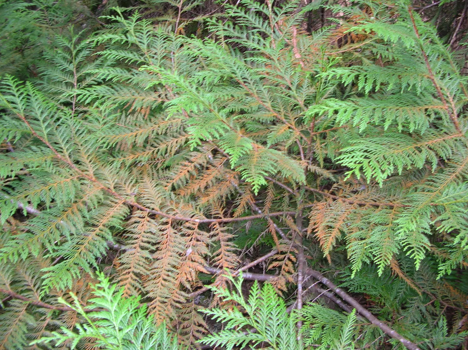 Western Red Cedar (Thuja Plicata) — this majestic tree provides privacy and is a pivotal habitat element for diverse wildlife