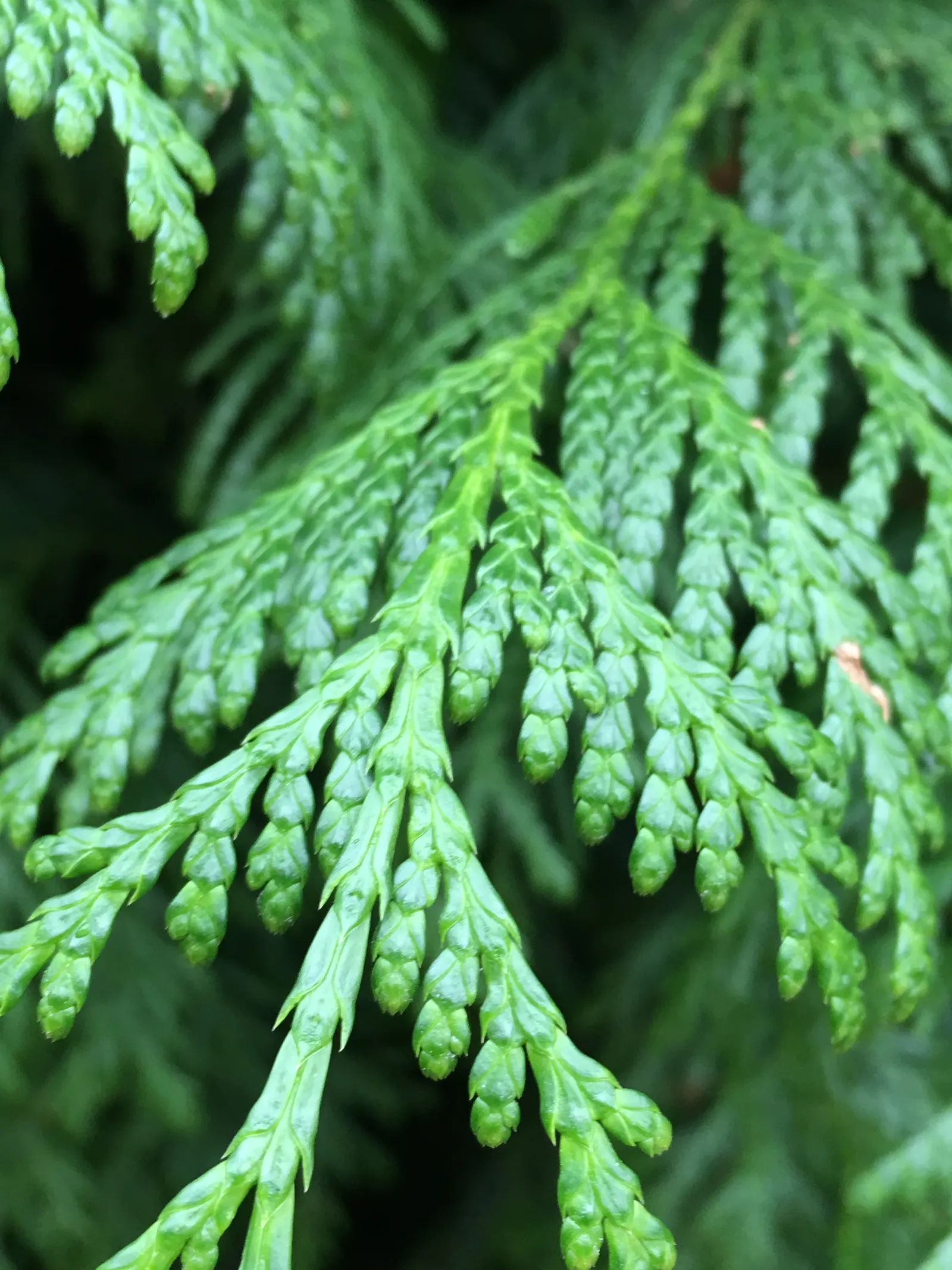 Western Red Cedar (Thuja Plicata) — the Western Red Cedar possesses a straight trunk with a fibrous