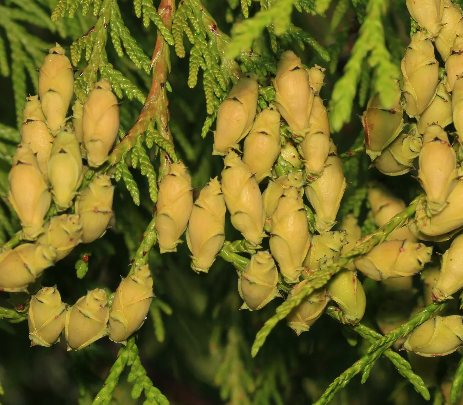 Western Red Cedar (Thuja Plicata) — Its lush, scale-like foliage presents deep greens and shimmers with life all year