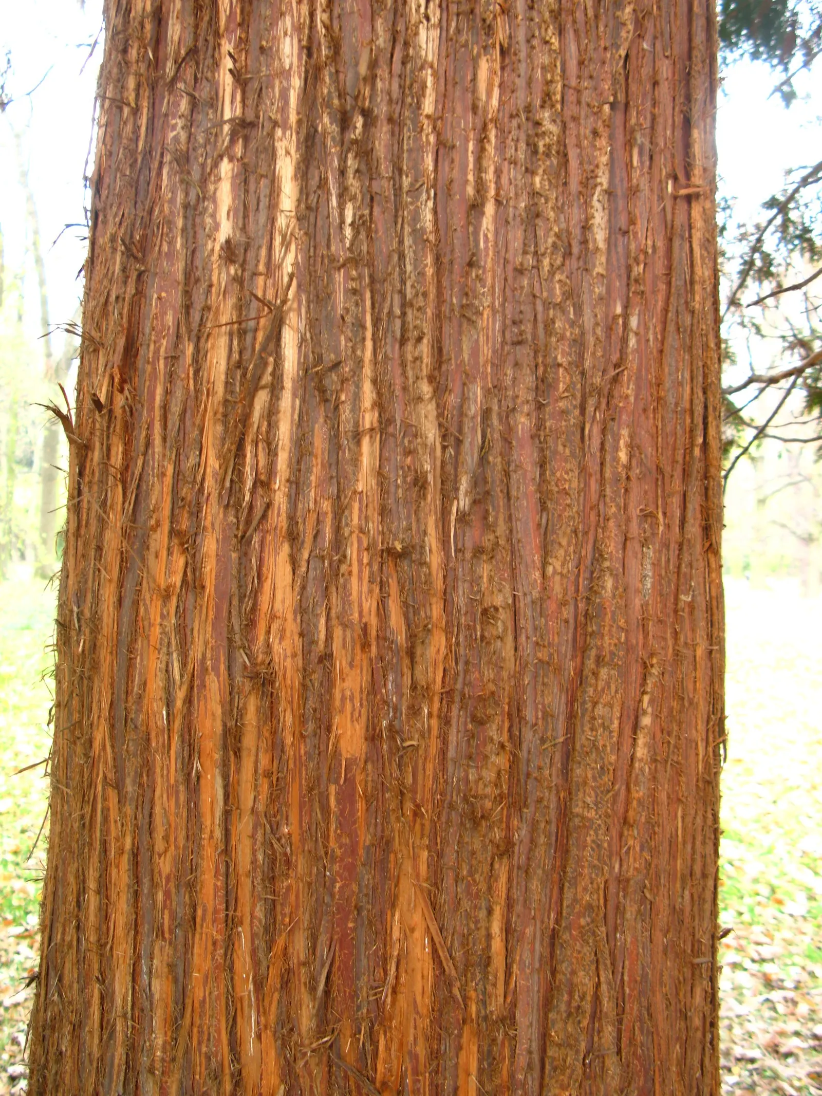 Western Red Cedar (Thuja Plicata) — add subtle interest and are particularly attractive to an array of wildlife.<br><br>For landscape placement