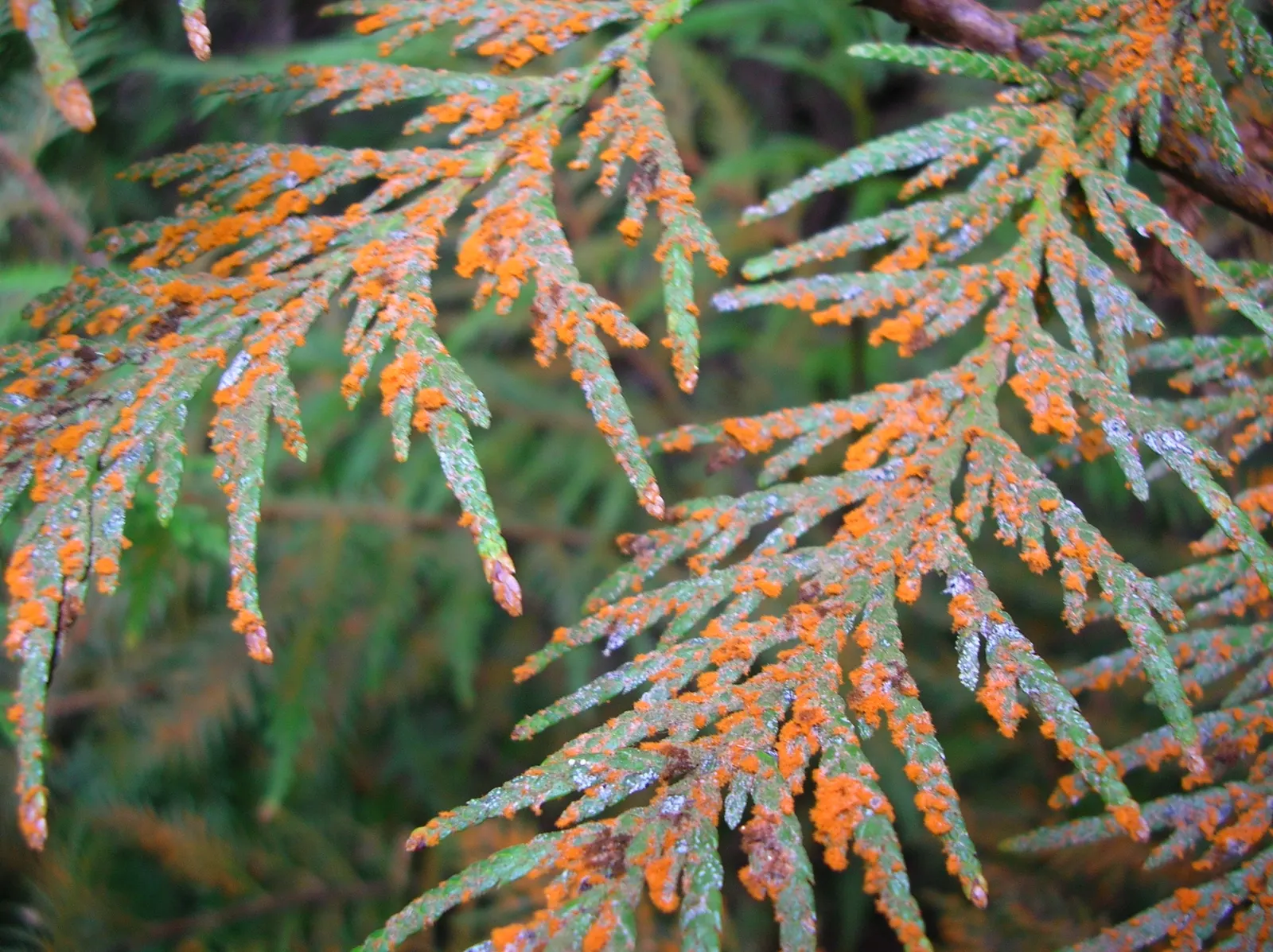 Western Red Cedar (Thuja Plicata) — and as a natural privacy screen.<br><br>Furthermore; they release a pleasant fragrance