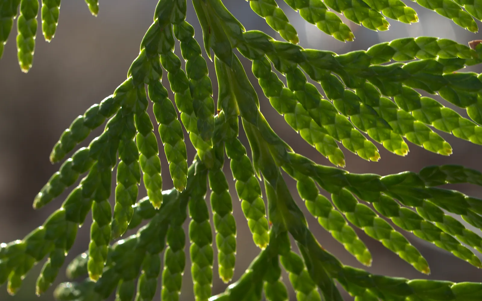 Western Red Cedar (Thuja Plicata) — scientifically known as Thuja plicata; approximately 1/2-inch long