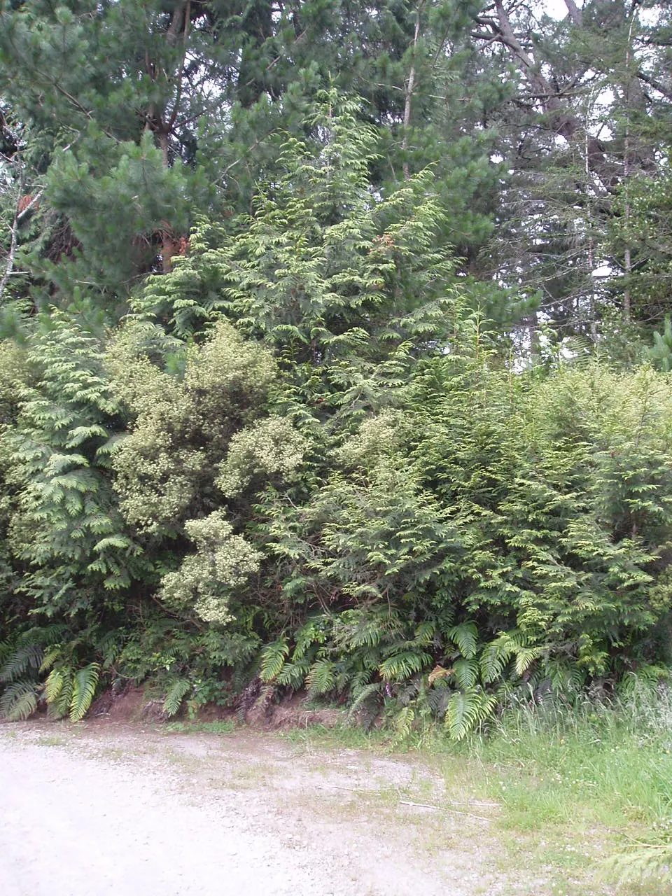 Western Red Cedar (Thuja Plicata) — Its aromatic wood is durable and rot-resistant, making it a valued material; maintenance is generally low