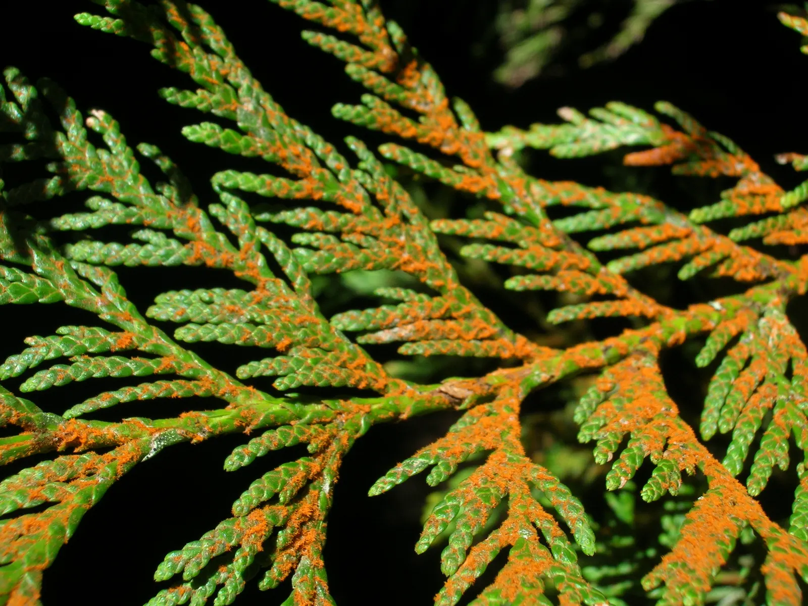 Western Red Cedar (Thuja Plicata) — reddish-brown bark that is both attractive and tactile