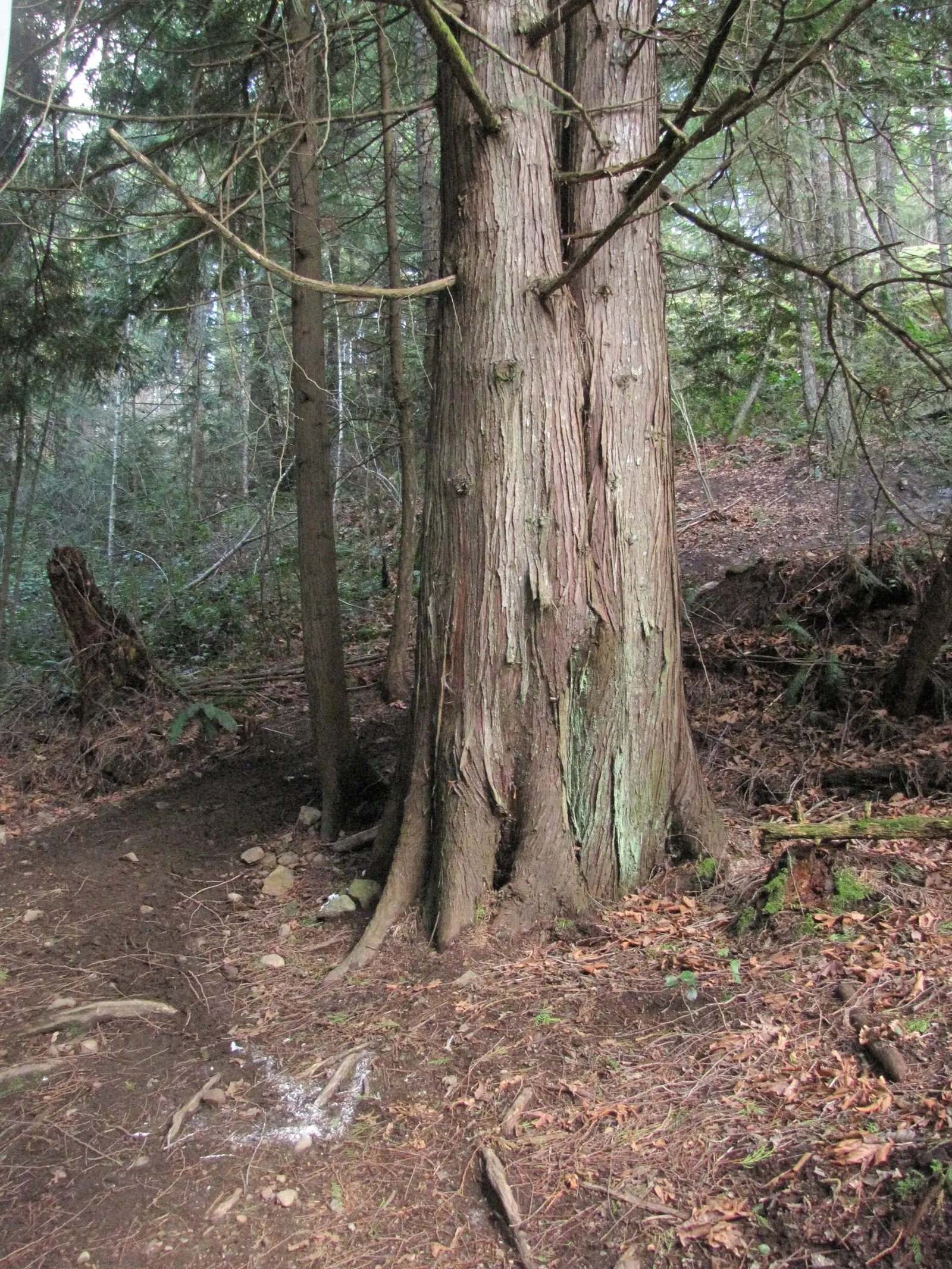 Western Red Cedar (Thuja Plicata) — It enjoys a partial to full sun exposure and is hardy in USDA zones 5 through 7; the Thuja plicata requires ample space to