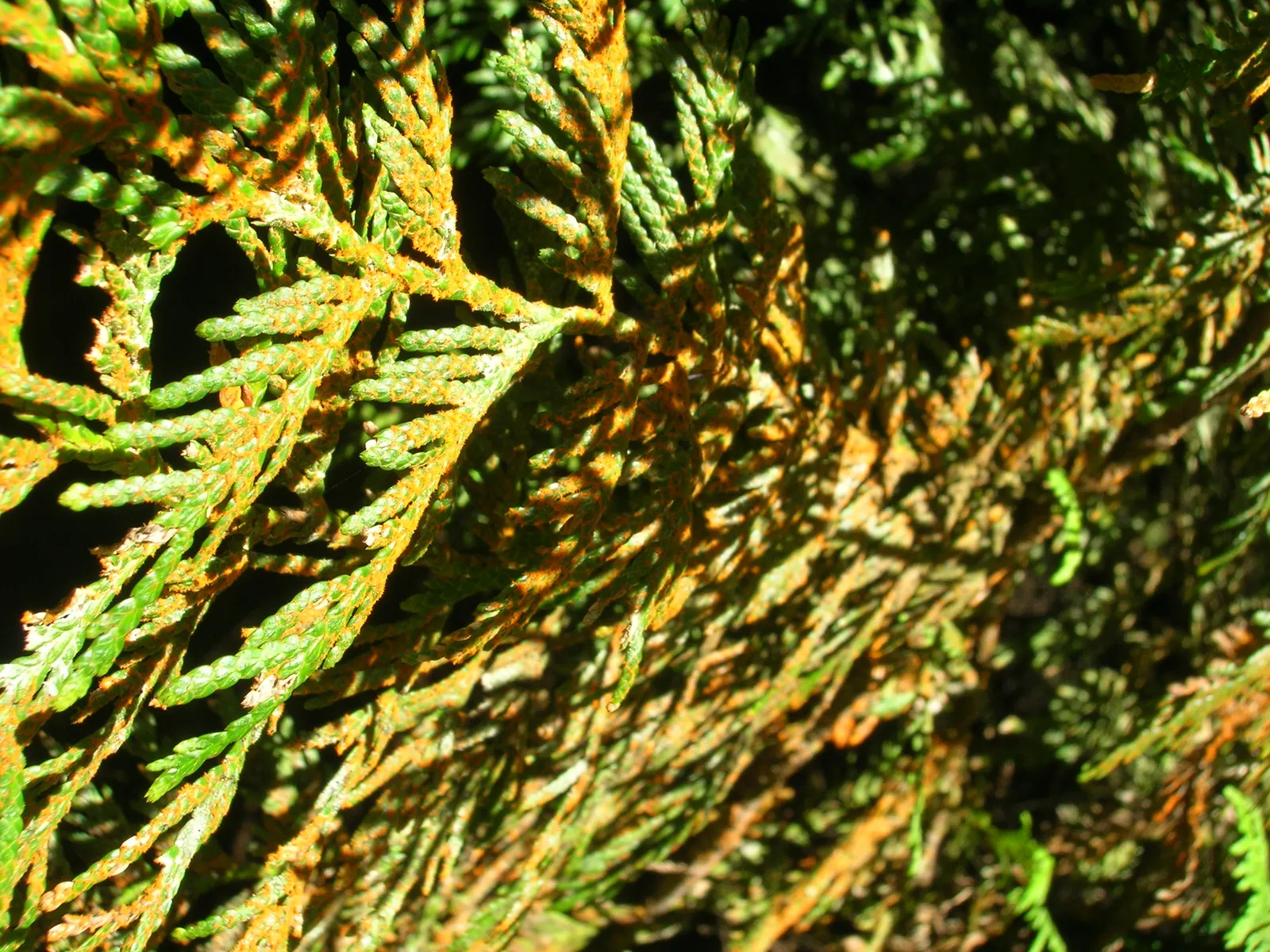 Western Red Cedar (Thuja Plicata) — conifer / tree for full or half