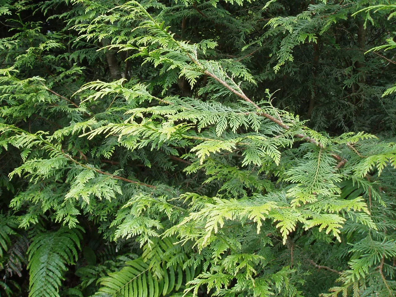 Western Red Cedar (Thuja Plicata) — Thrives in USDA zones 5-7; is a magnificent evergreen conifer that embodies the essence of the Pacific Northwest