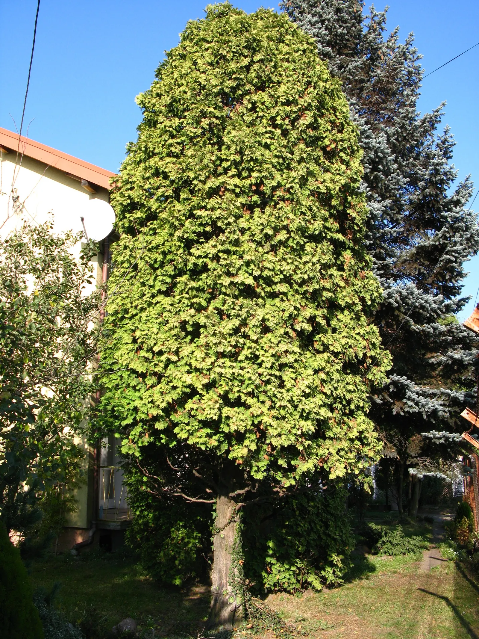 Western Red Cedar (Thuja Plicata) — they release a pleasant fragrance; scientifically known as Thuja plicata