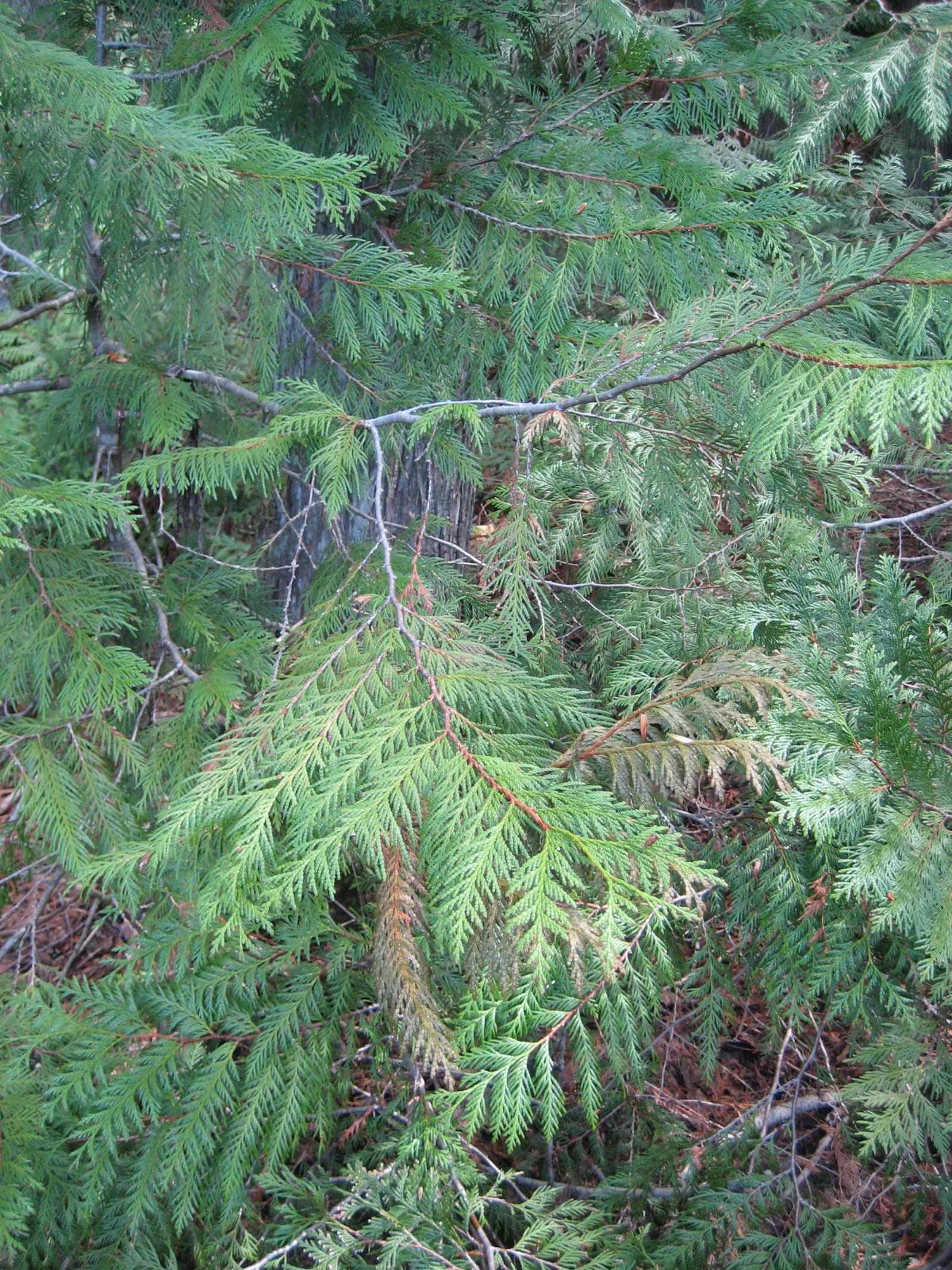 Western Red Cedar (Thuja Plicata) — is a towering evergreen reaching up to 230 feet in height with a broad pyramidal shape; this majestic tree provides privacy