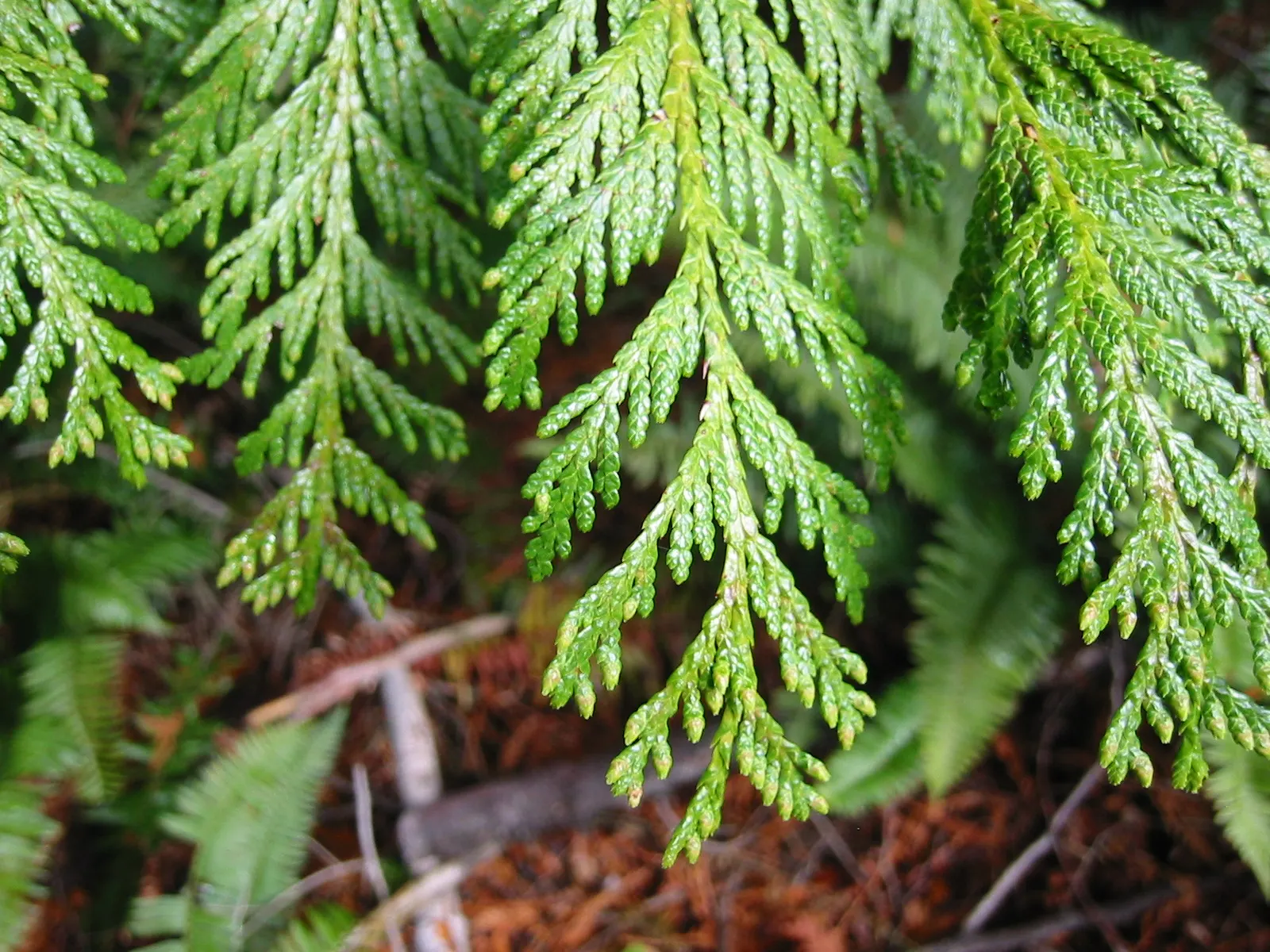 Western Red Cedar (Thuja Plicata) — is a magnificent evergreen conifer that embodies the essence of the Pacific Northwest