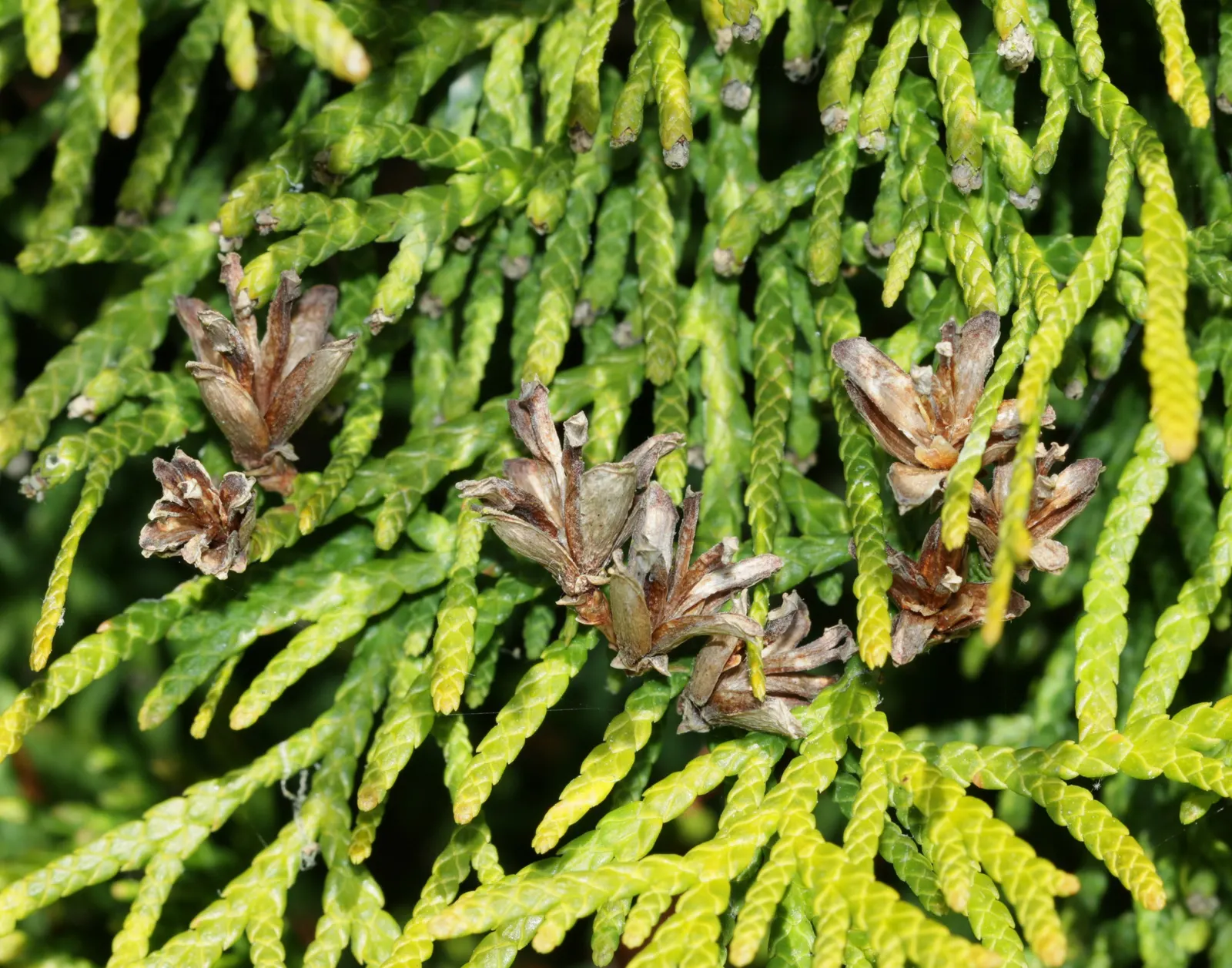 Western Red Cedar (Thuja Plicata) — reddish-brown bark that is both attractive and tactile; it enjoys a partial to full sun exposure and is hardy in USDA zones