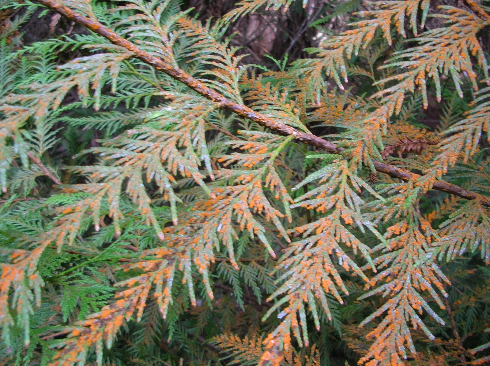 Western Red Cedar (Thuja Plicata) — it holds significant ecological and cultural importance