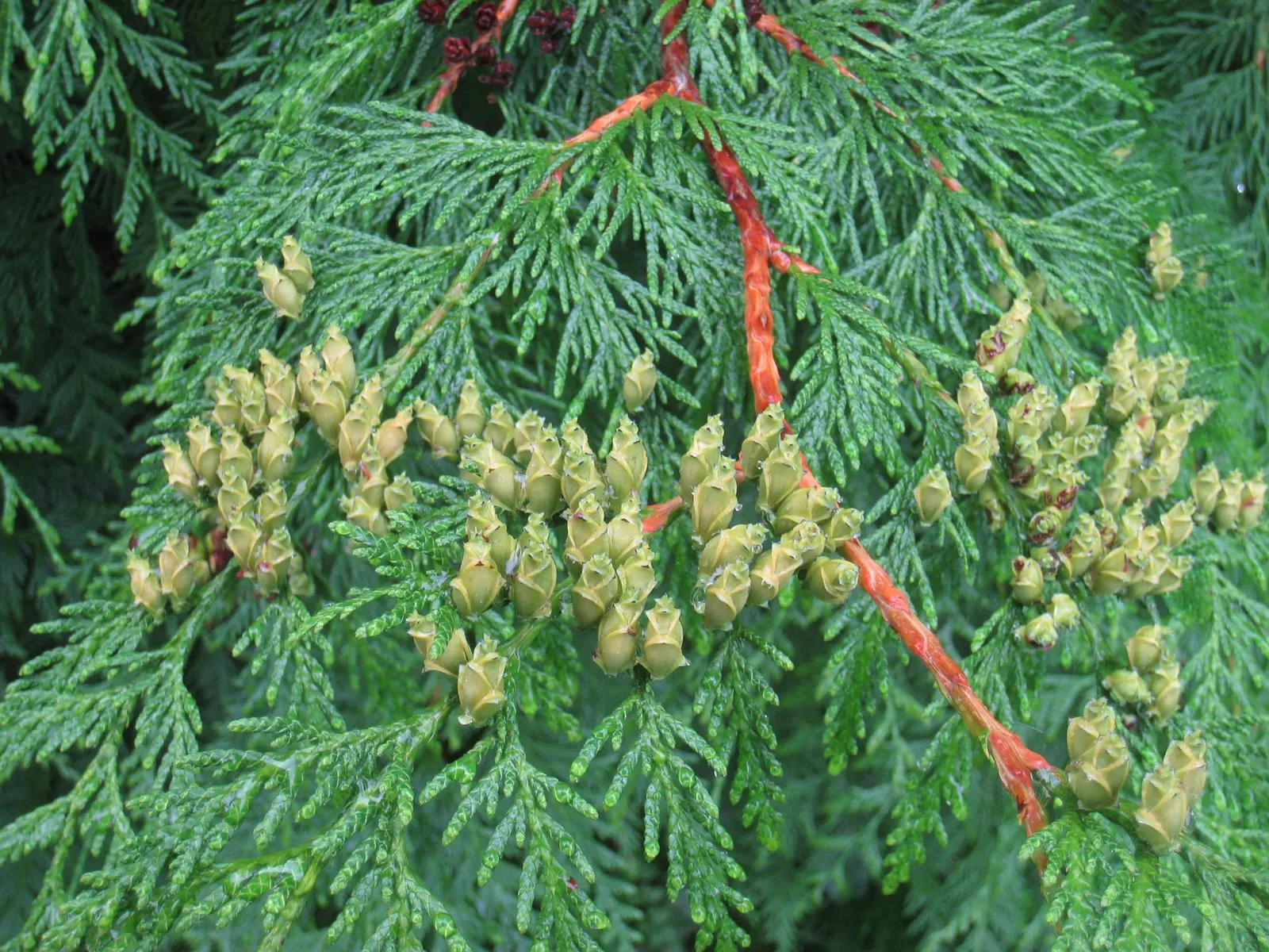 Western Red Cedar (Thuja Plicata) — Maintenance is generally low