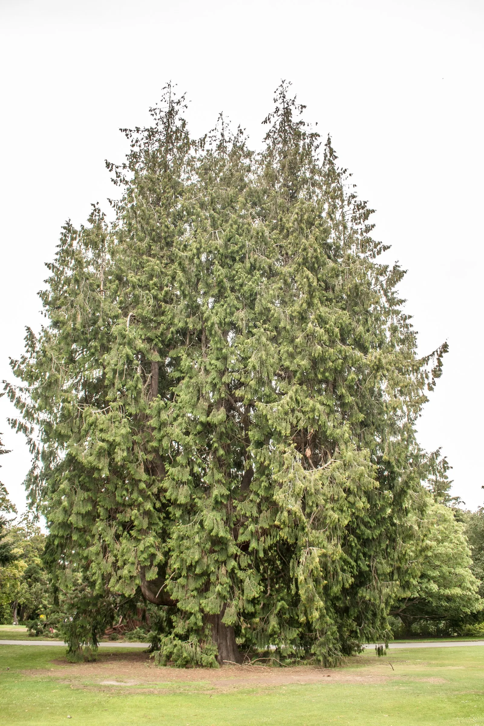 Western Red Cedar (Thuja Plicata) — Its lush, scale-like foliage presents deep greens and shimmers with life all year; the leaves are arranged in flat sprays
