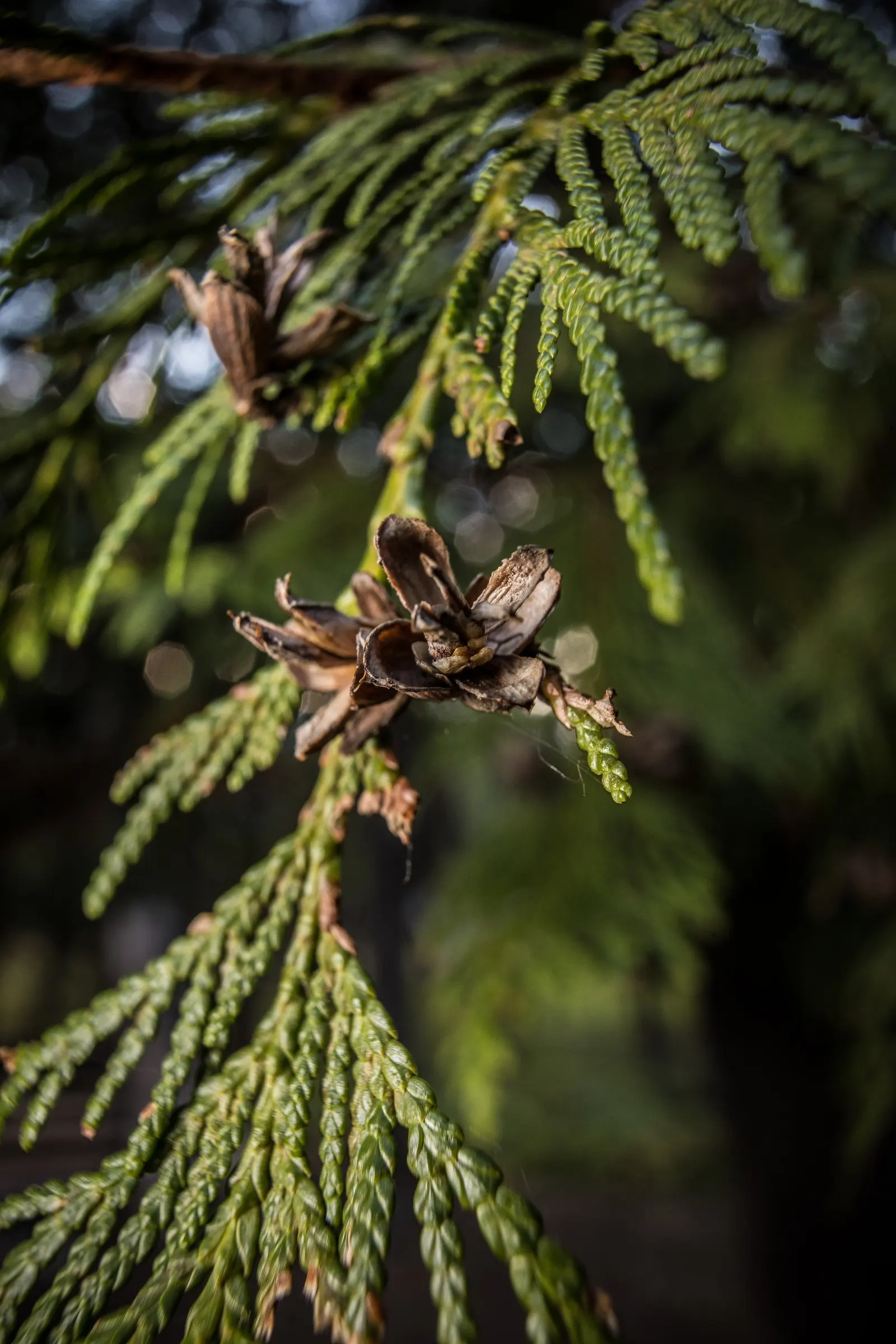 Western Red Cedar (Thuja Plicata) — they release a pleasant fragrance