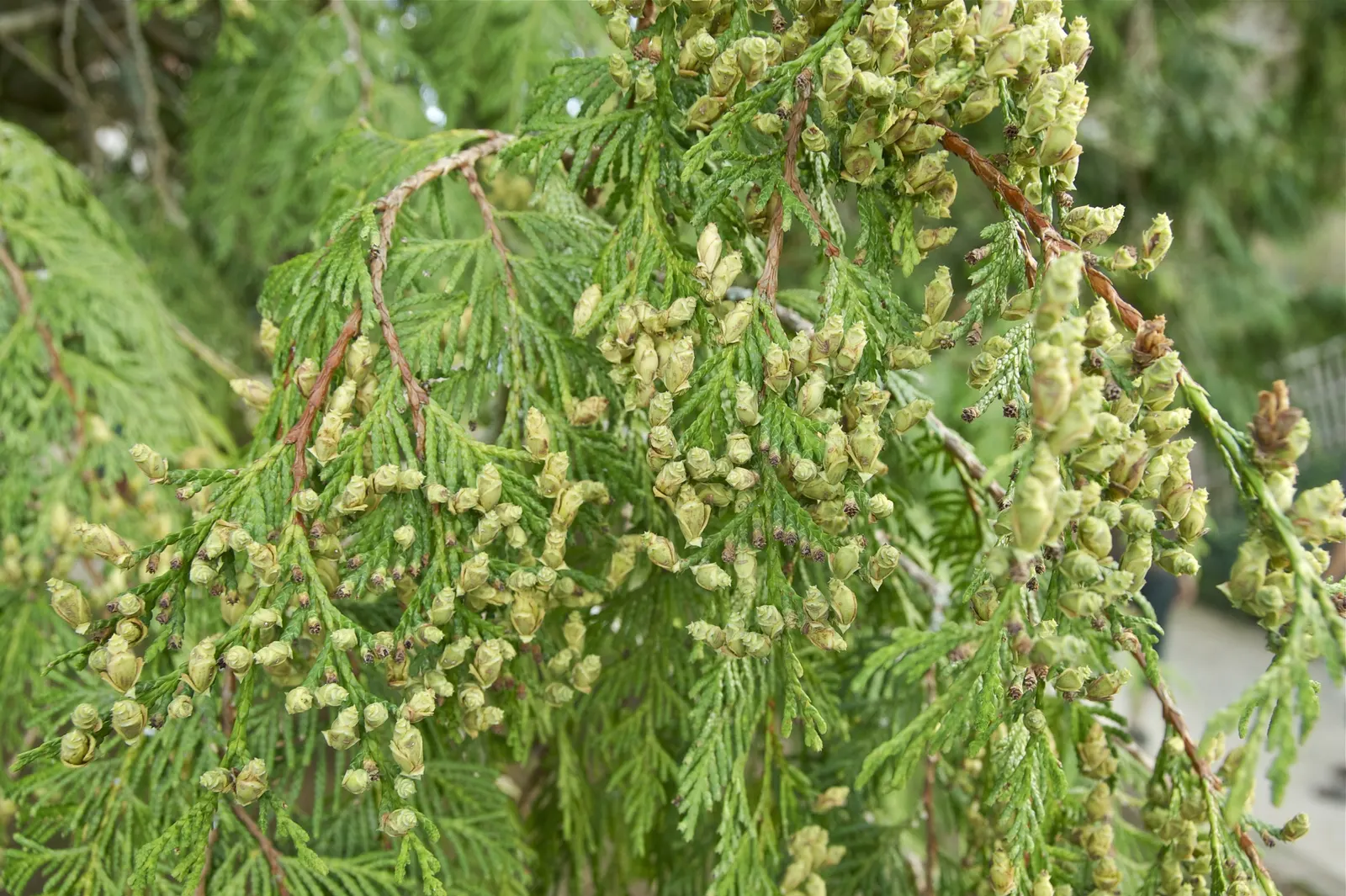 Western Red Cedar (Thuja Plicata) — the Thuja plicata requires ample space to flourish and thrives in moist