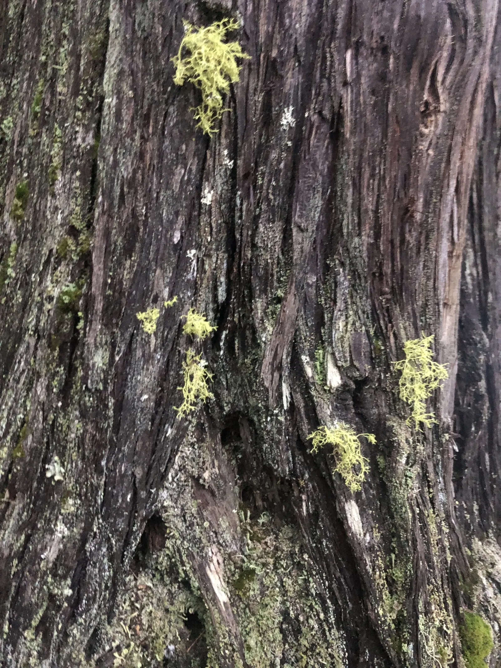 Western Red Cedar (Thuja Plicata) — It also offers excellent wind resistance, making it a practical and stunning windbreak
