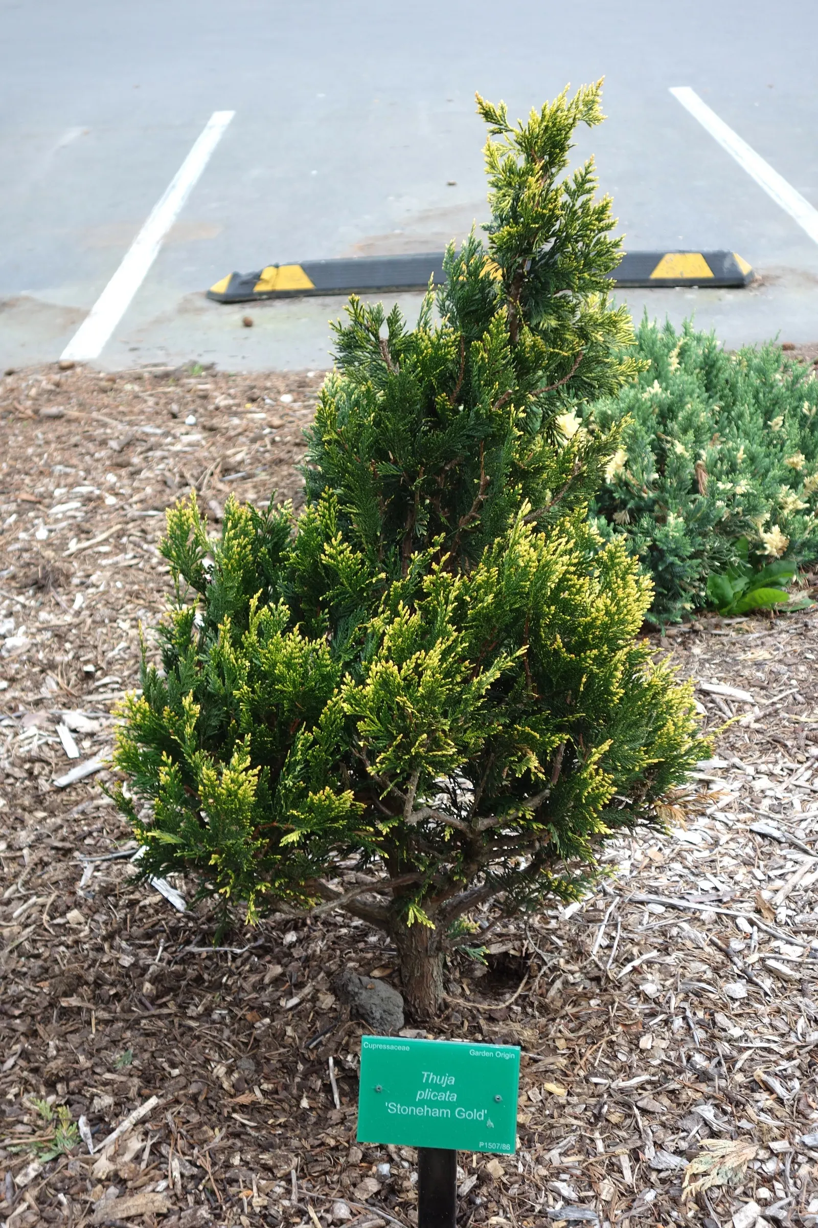 Western Red Cedar (Thuja Plicata) — approximately 1/2-inch long; and as a natural privacy screen.<br><br>Furthermore