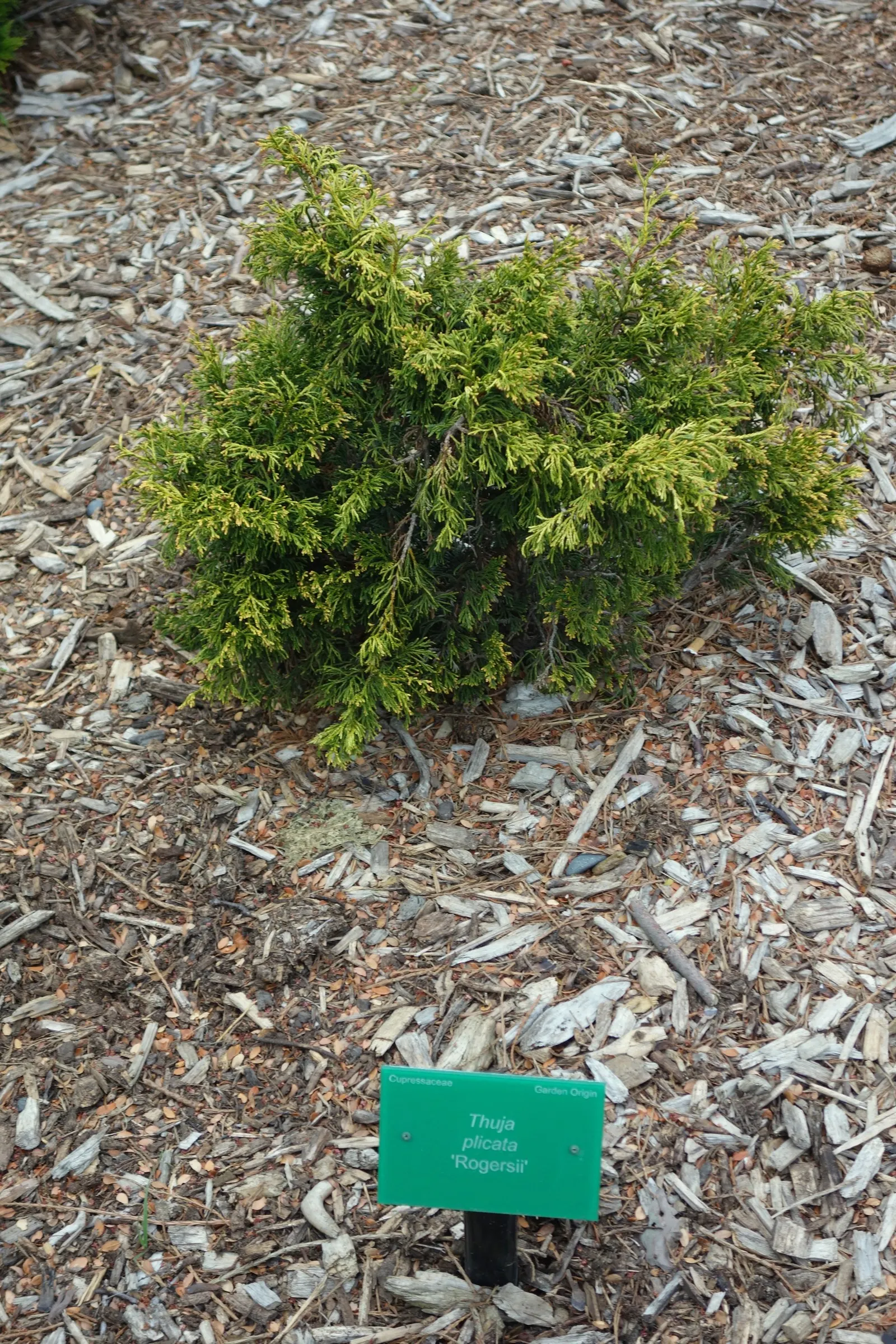 Western Red Cedar (Thuja Plicata) — is a magnificent evergreen conifer that embodies the essence of the Pacific Northwest; gardeners value the Western Red