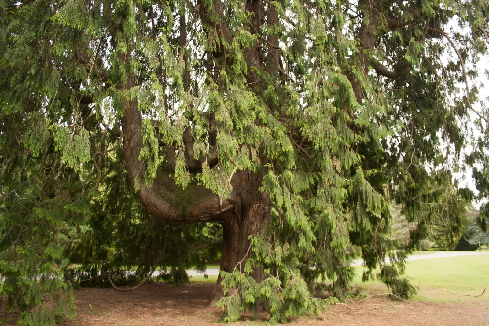 Western Red Cedar (Thuja Plicata) — As an ideal specimen for larger landscapes; its aromatic wood is durable and rot-resistant, making it a valued material