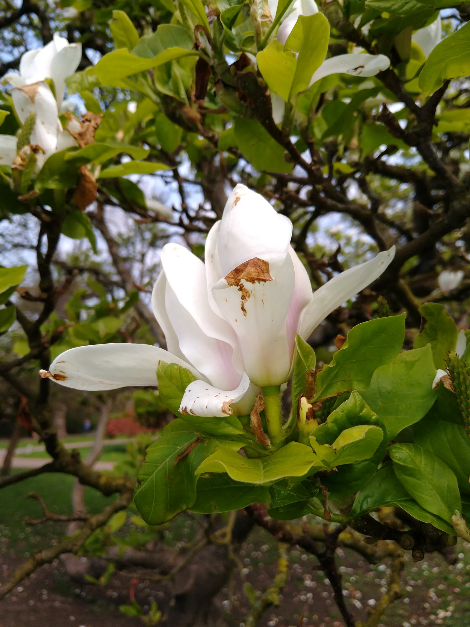 Purple Lilly Magnolia (Magnolia Liliiflora) — emerging in late spring to early summer; this deciduous shrub enriches landscapes with spring vibrancy and is