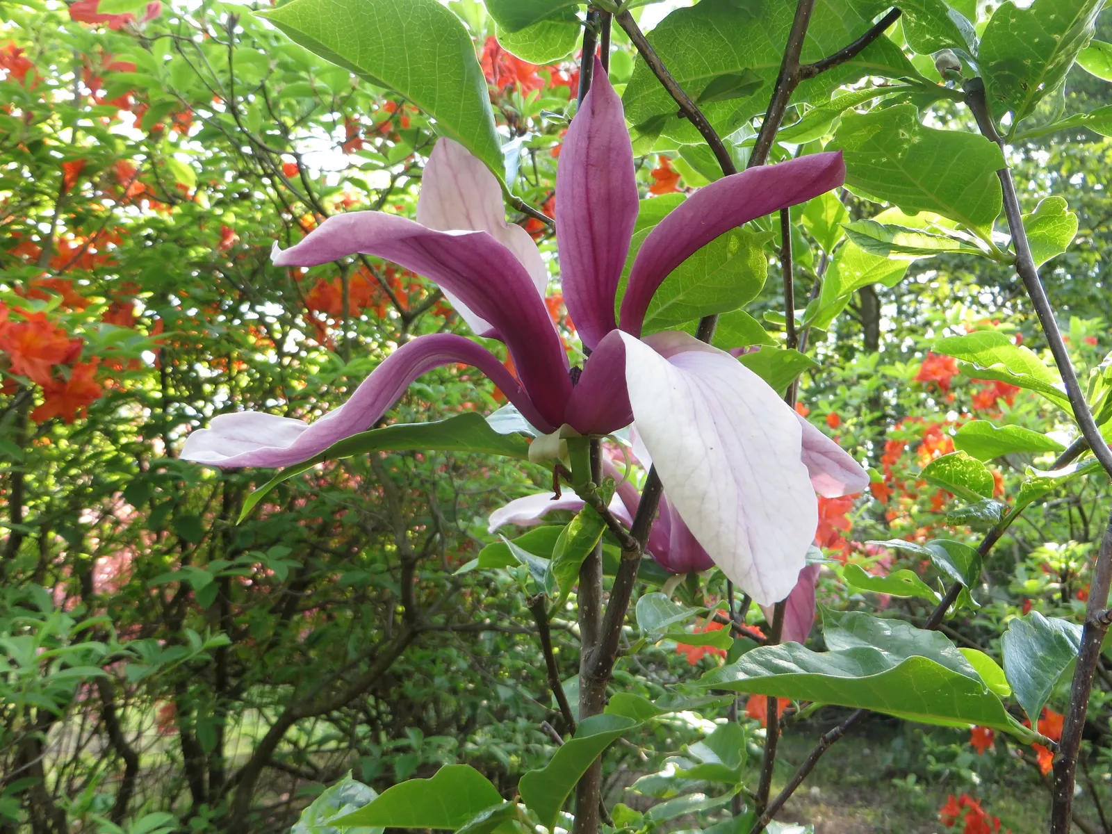Purple Lilly Magnolia (Magnolia Liliiflora) — Native to southwest China; deciduous flowering shrub that is highly prized for its showy floral, image 61
