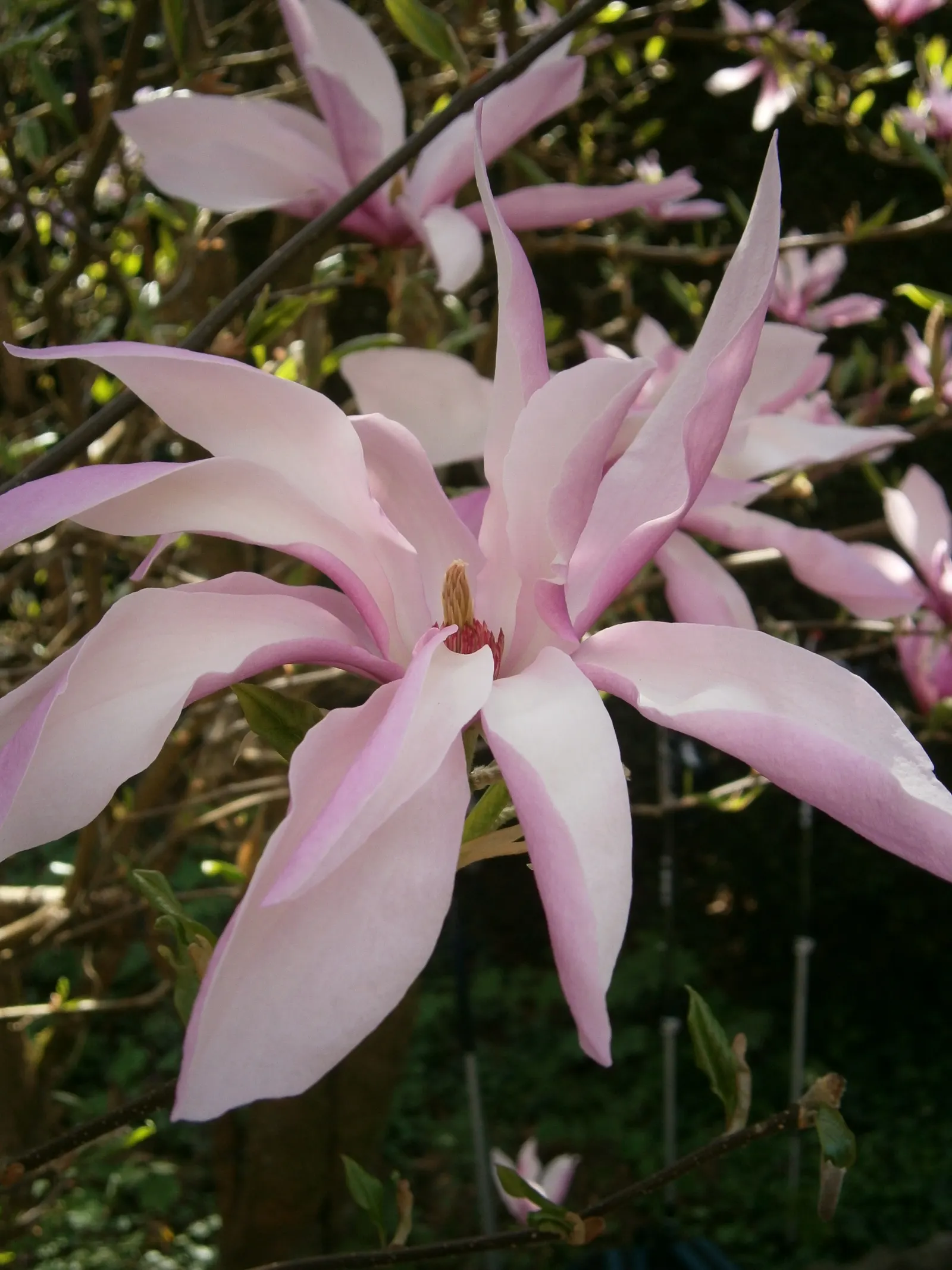 Purple Lilly Magnolia (Magnolia Liliiflora) — also known as Lily Magnolia or Woody-Orchid