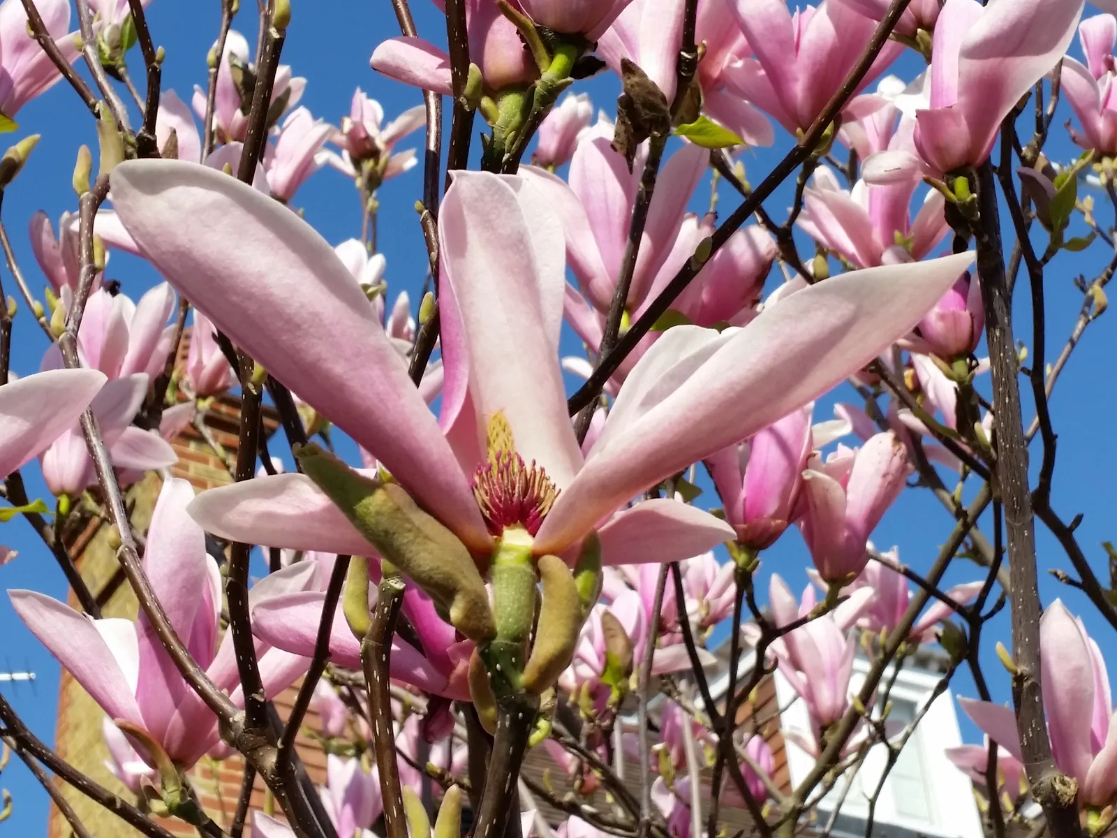 Purple Lilly Magnolia (Magnolia Liliiflora) — With a USDA hardiness rating of zones 5 through 8