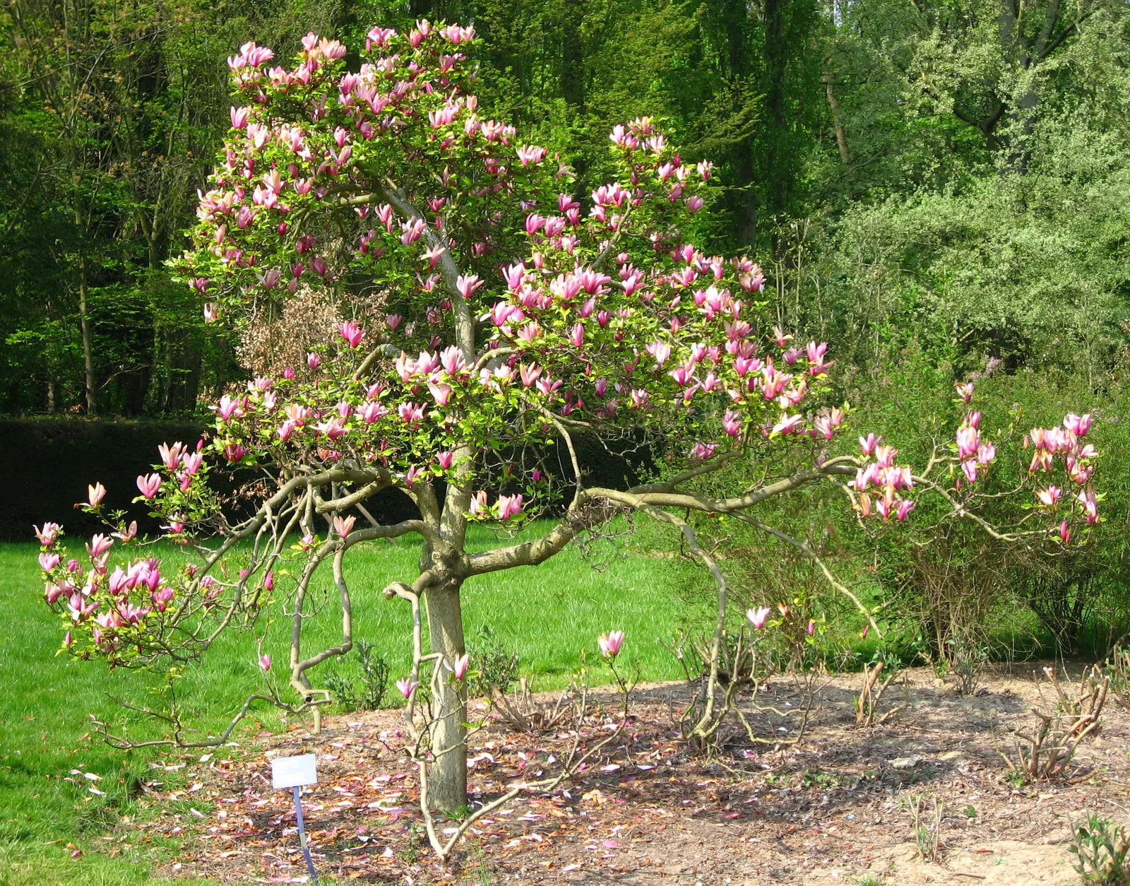 Purple Lilly Magnolia (Magnolia Liliiflora) — With a USDA hardiness rating of zones 5 through 8; also known as Lily Magnolia or Woody-Orchid