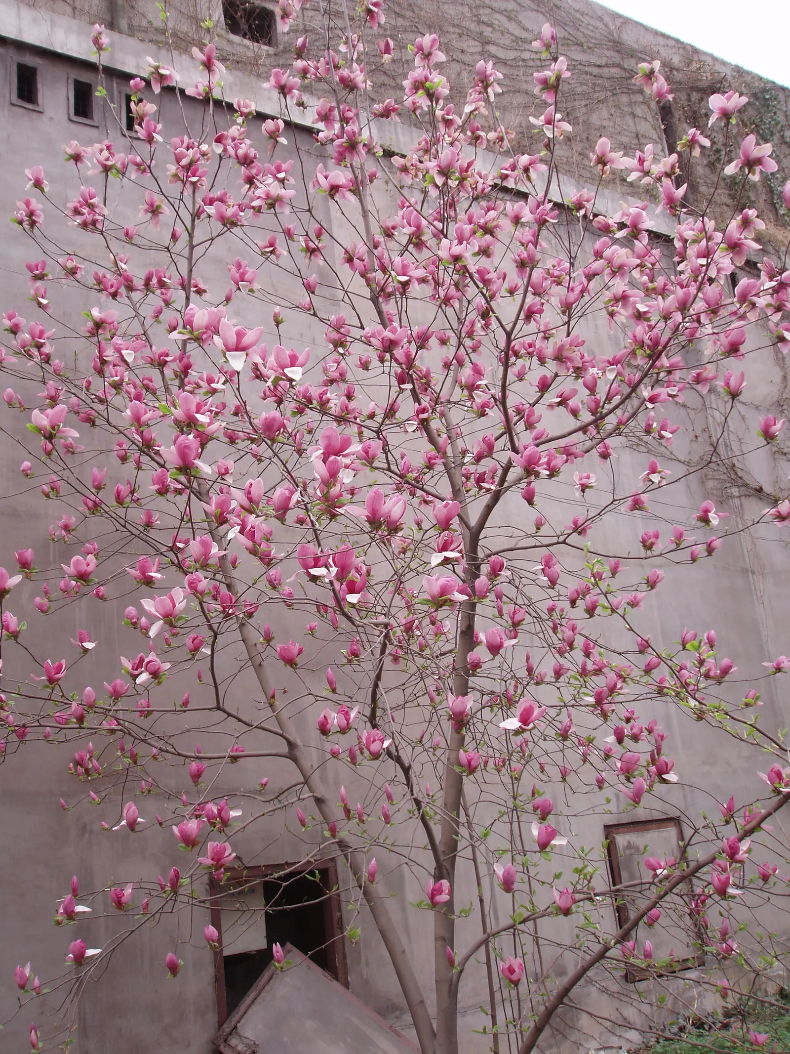 Purple Lilly Magnolia (Magnolia Liliiflora) — shrub for full or half; appealing to clients who desire a low-maintenance but visually impactful garden element