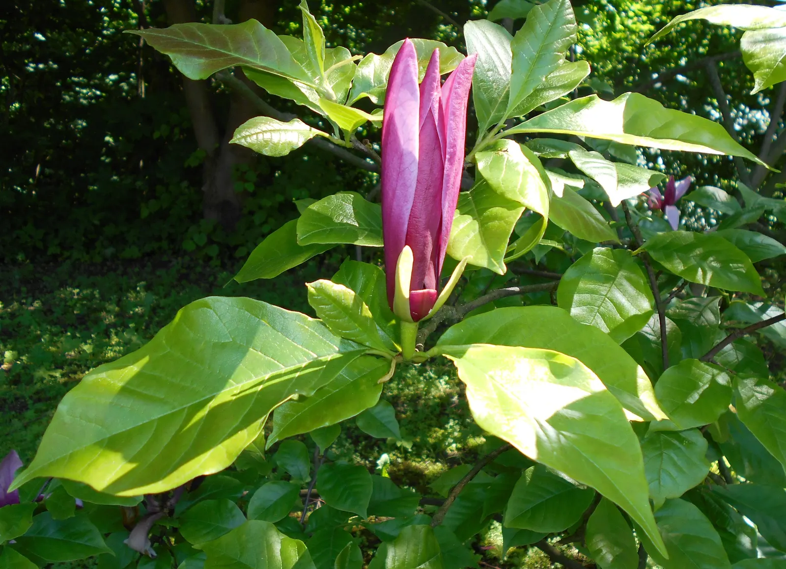 Purple Lilly Magnolia (Magnolia Liliiflora) — this magnolia variety is a smaller species; the flowers are not only visually captivating but also emit a subtle
